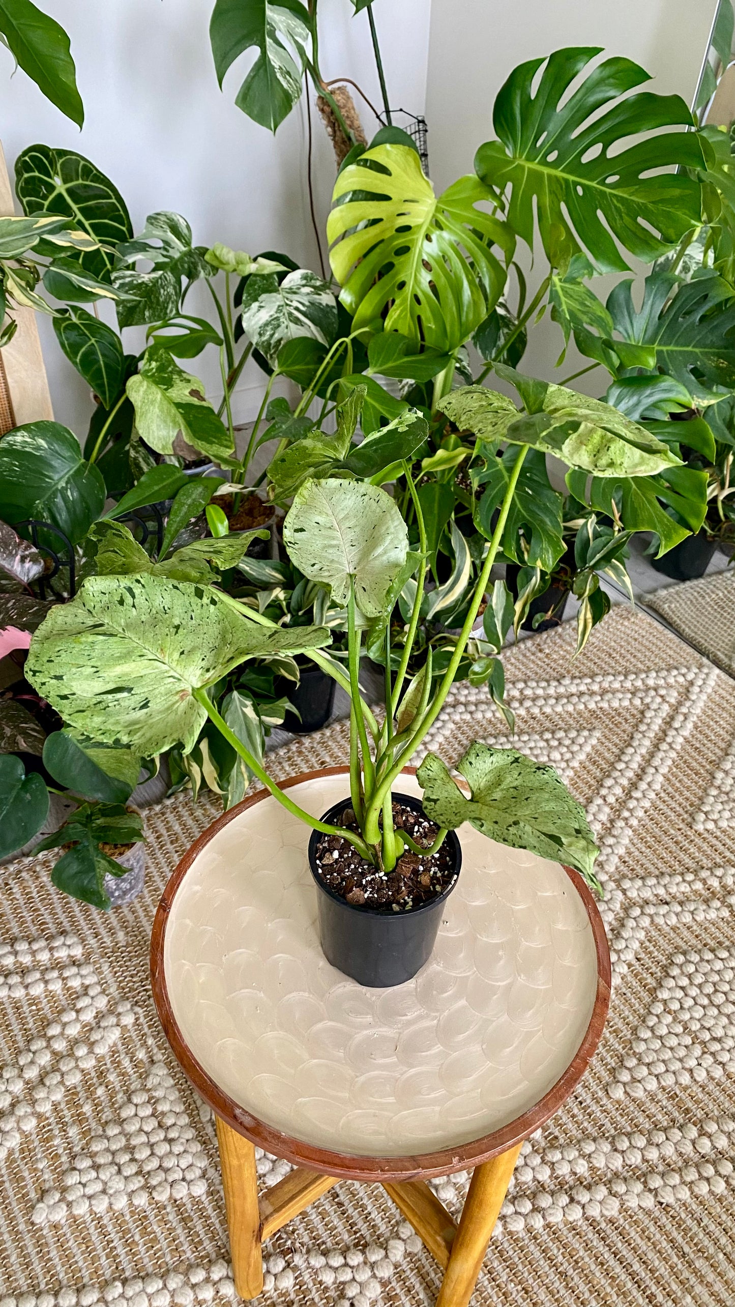 Syngonium Green Splash