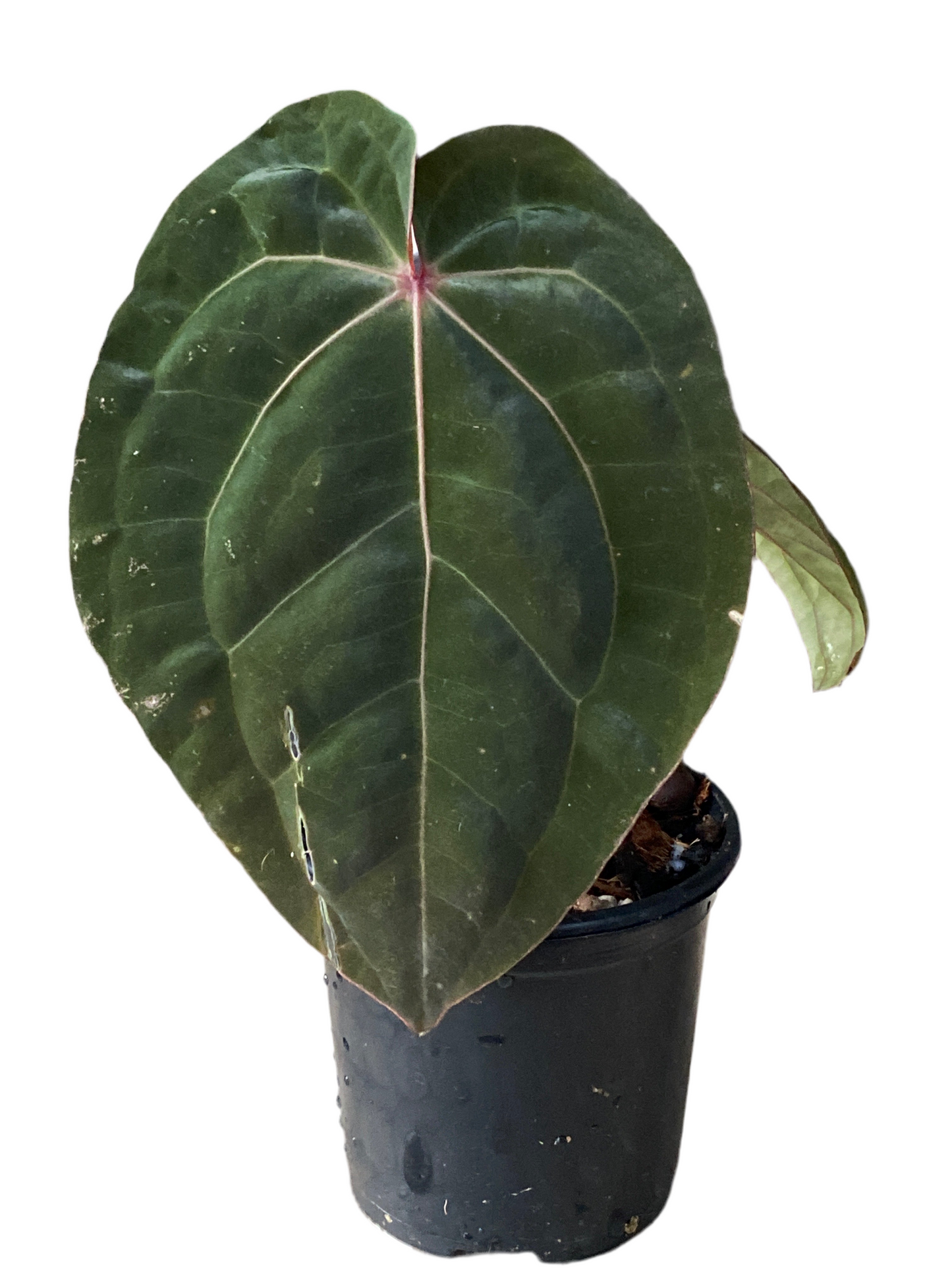 Anthurium Hoffmannii Red Sinus 'Blood Moon'