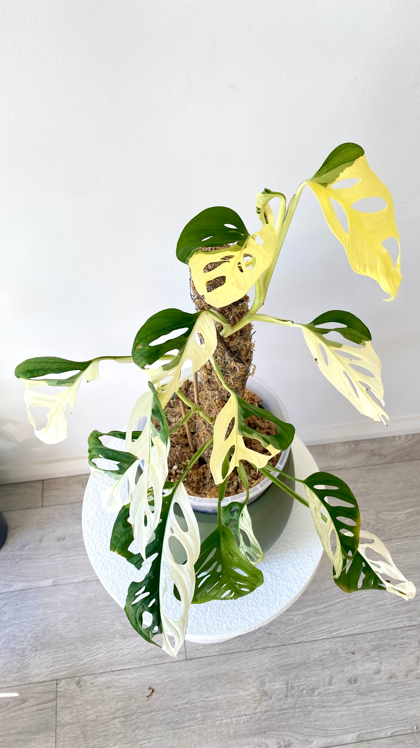 Monstera Adansonii Variegated