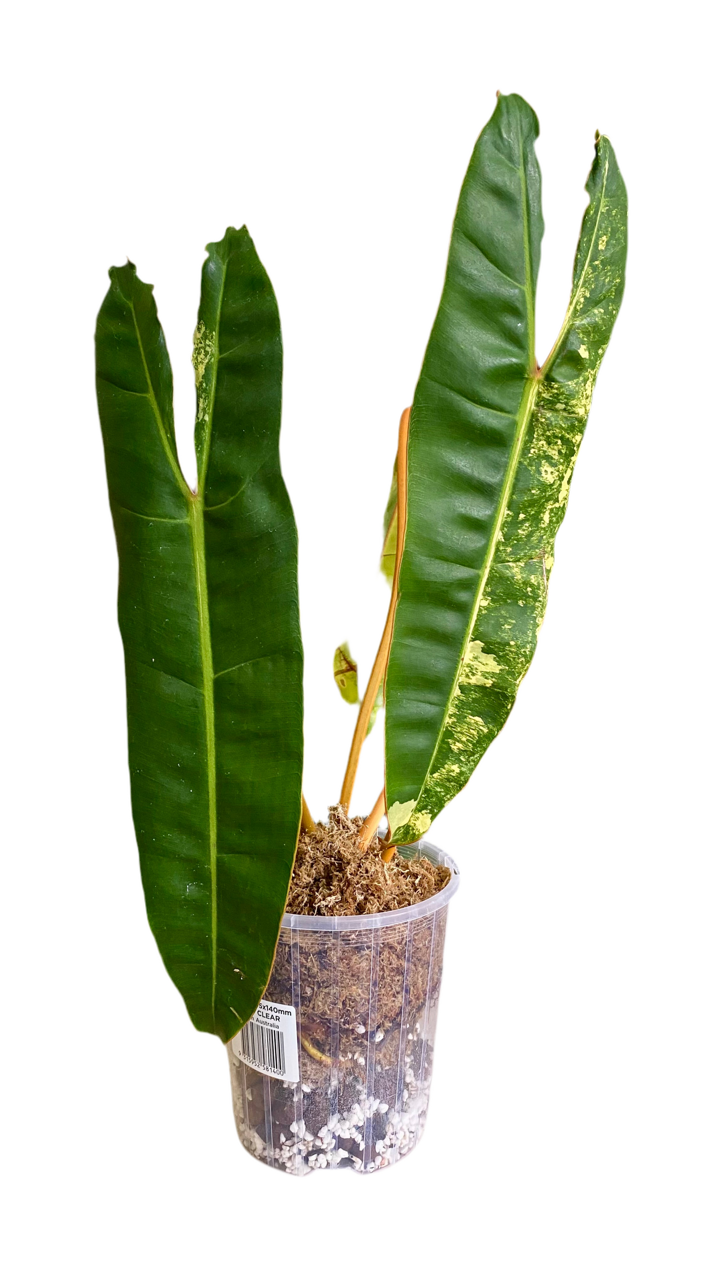Philodendron Billietiae Variegated