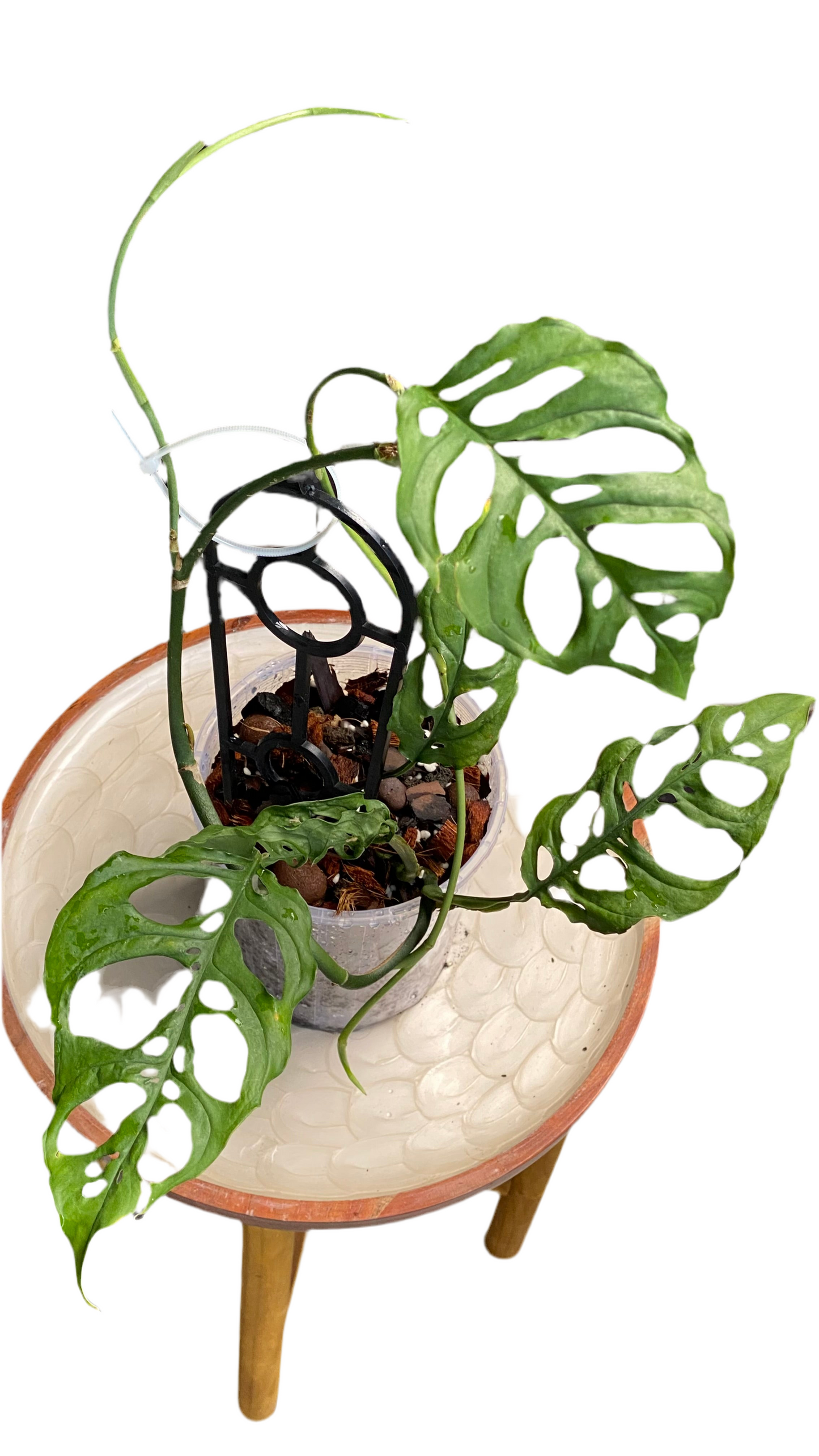 Monstera Obliqua - Peru