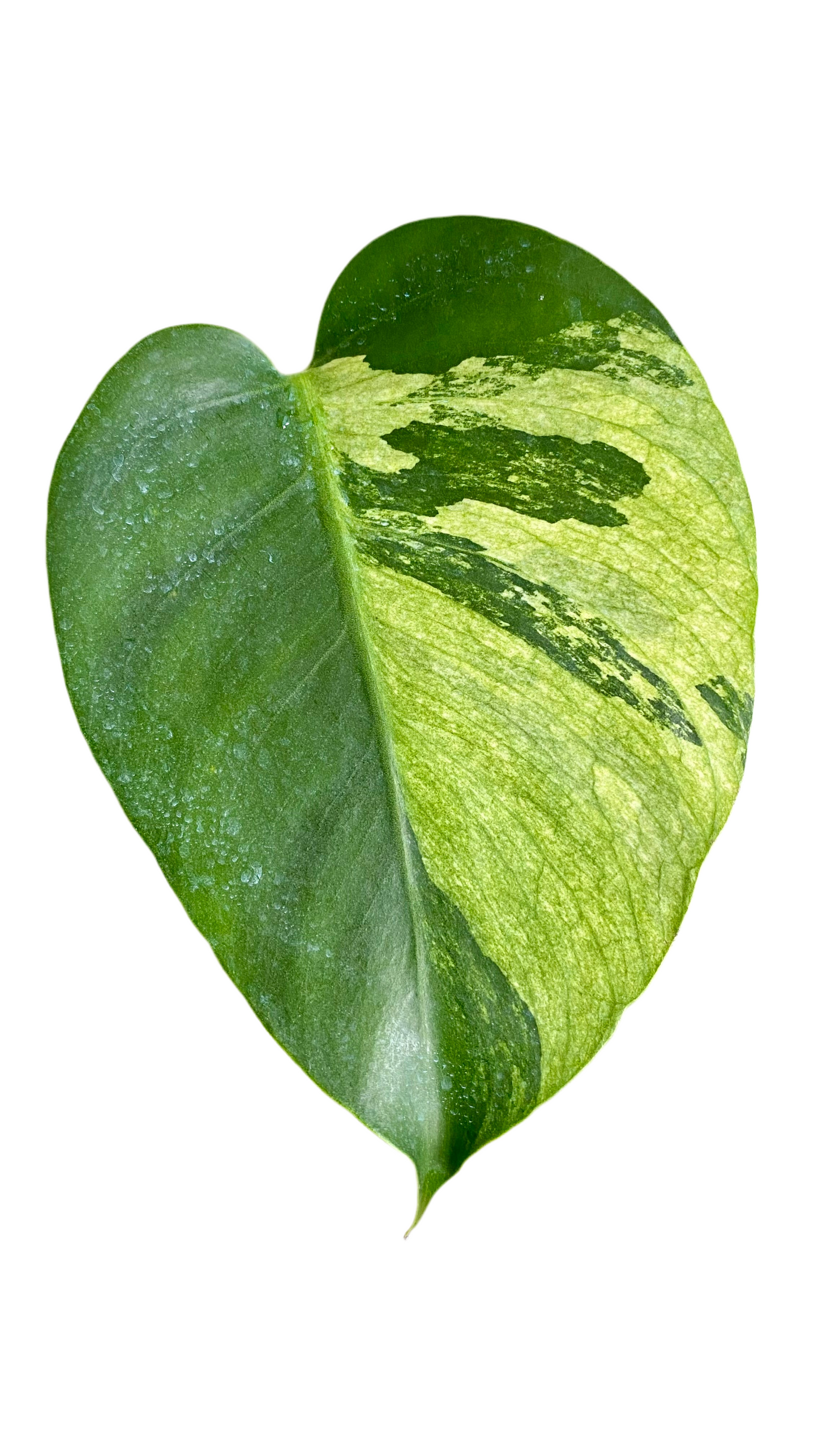 Monstera Jungle Mint