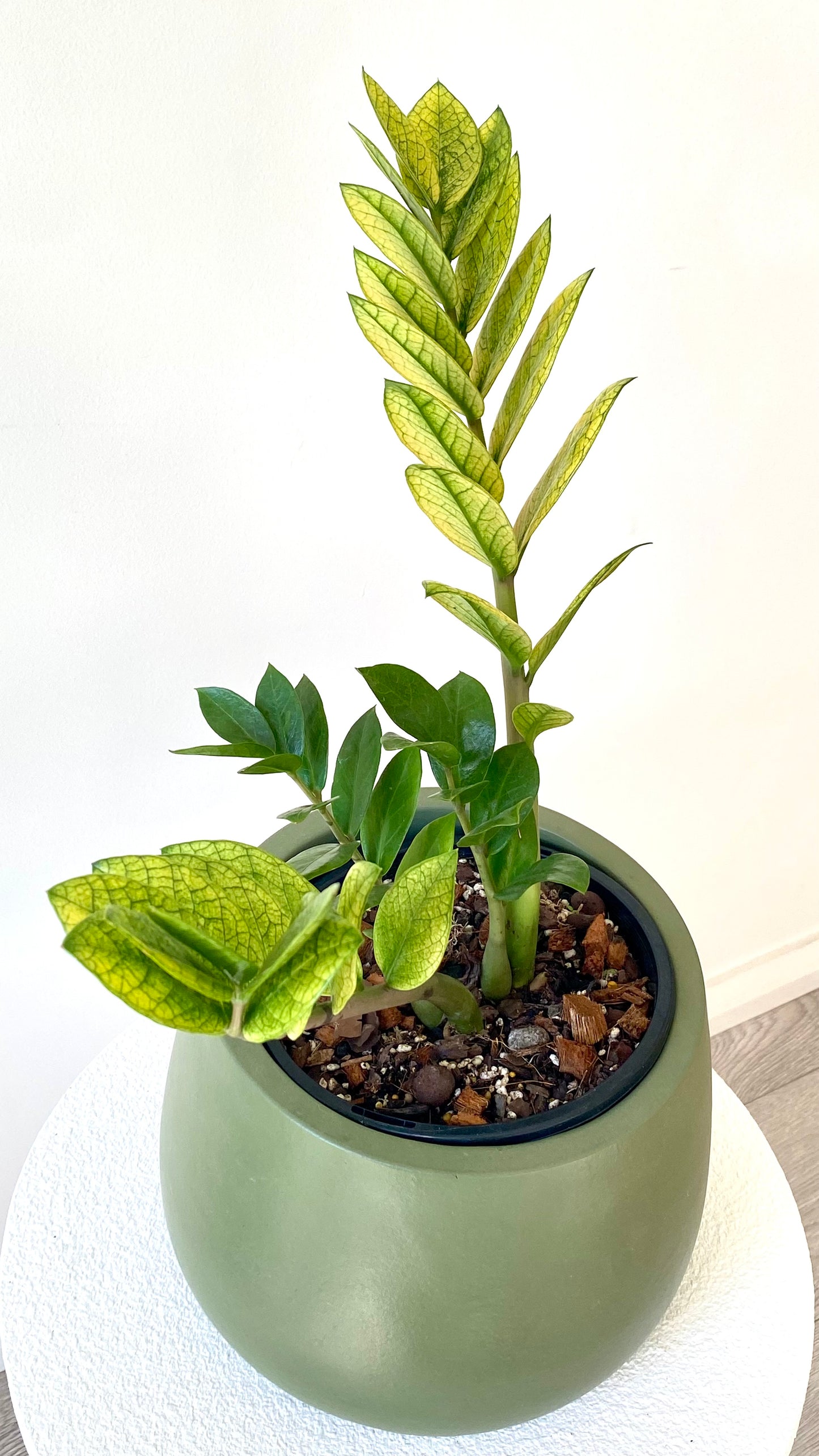 Zamioculcas Zamiifolia - Akebono