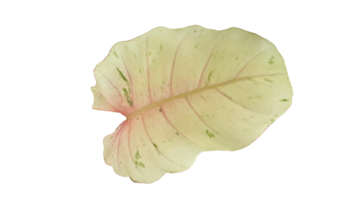 Philodendron Snowdrift