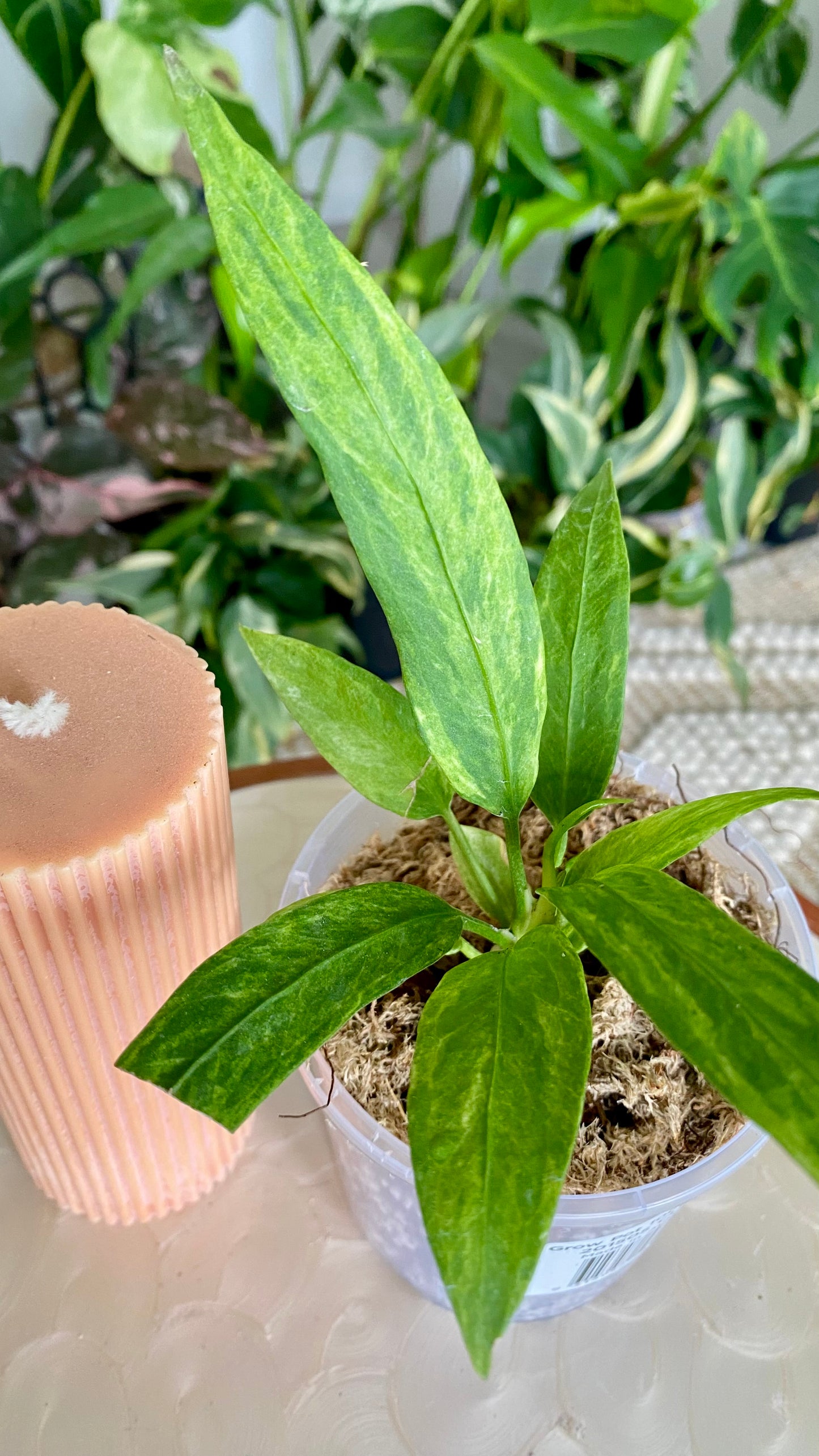 Anthurium Vittarifolium Variegated