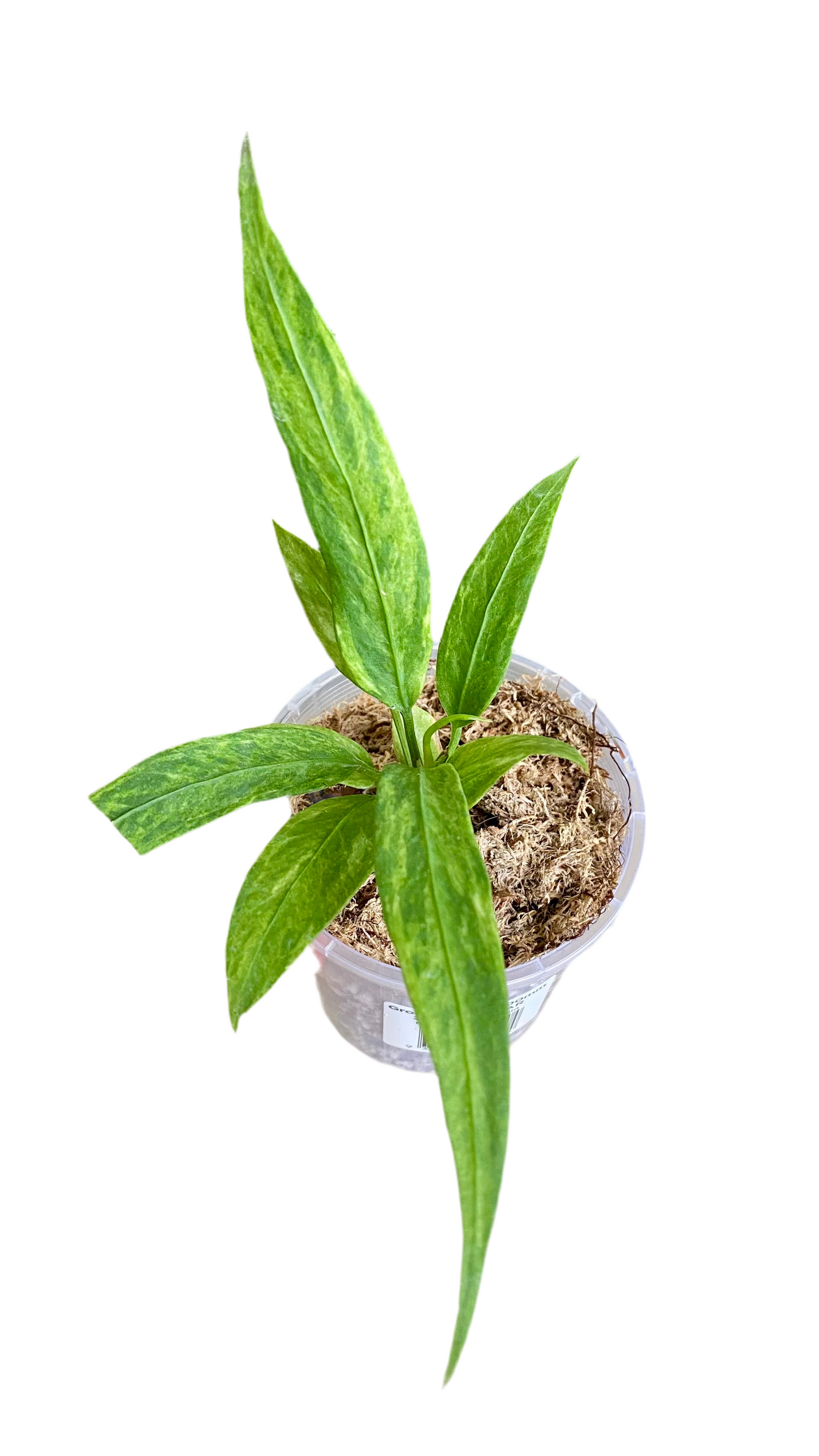 Anthurium Vittarifolium Variegated