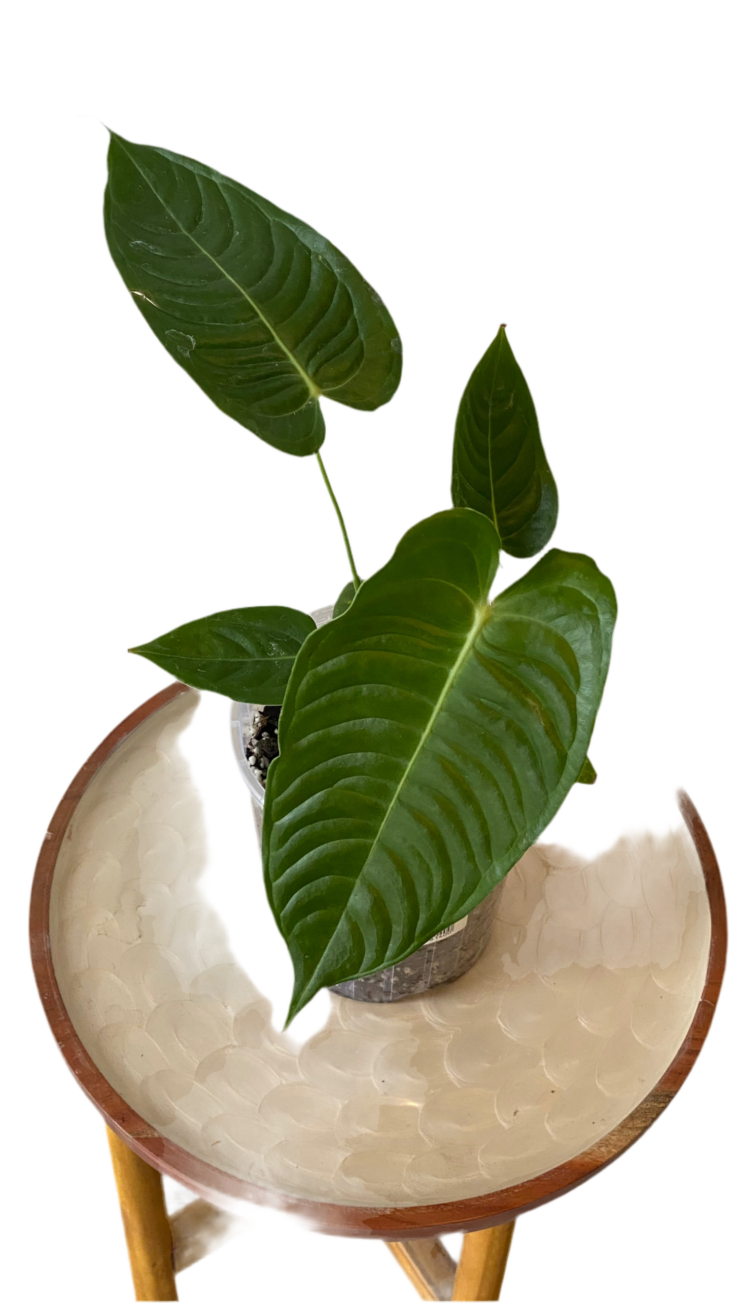 King Anthurium Veitchii - Narrow Form