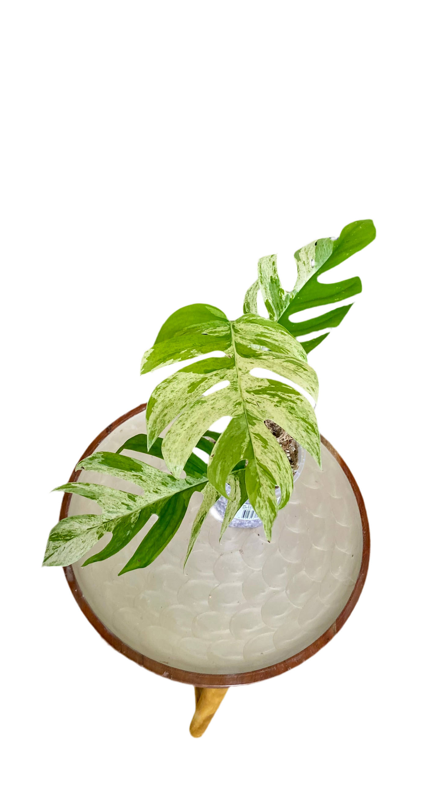 Epipremnum Pinnatum Marble Variegated