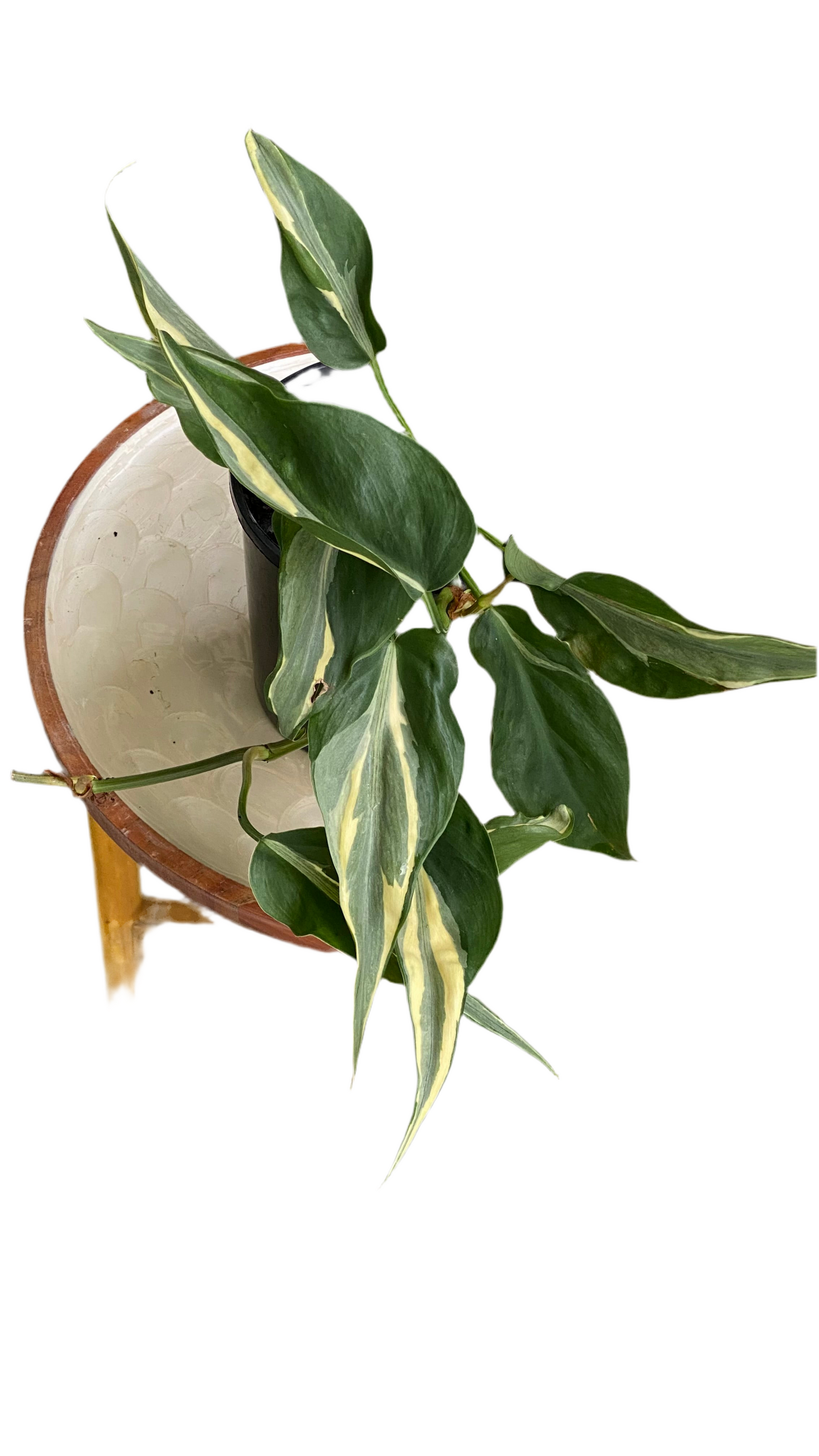 Philodendron Hederaceum - Rio