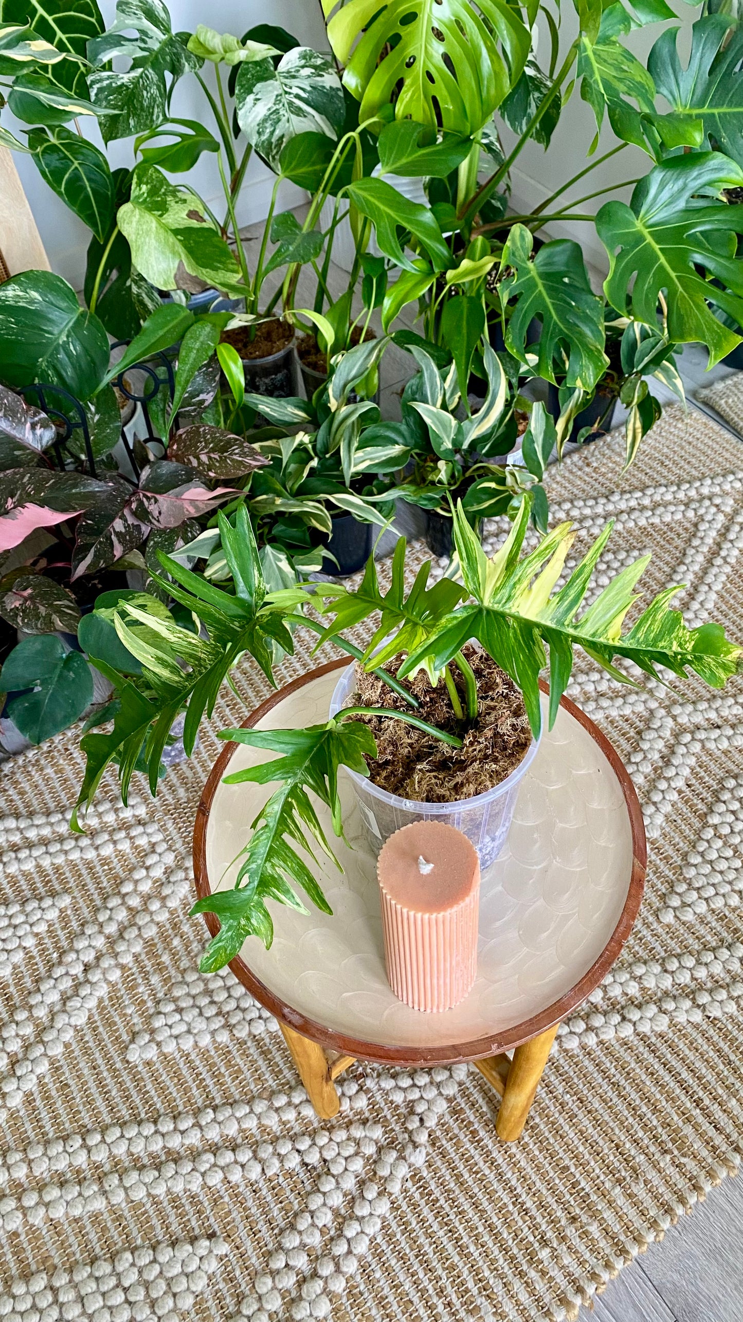 Philodendron Florida Beauty x P. Totum Variegated