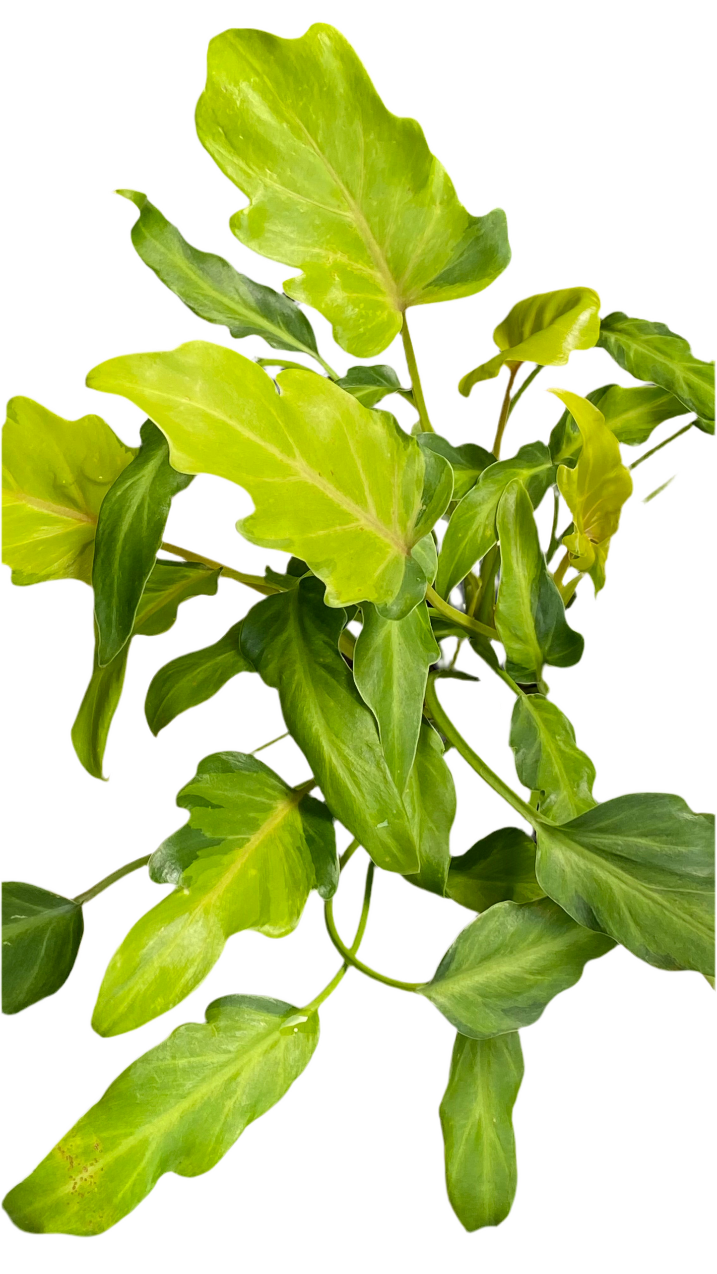 Philodendron Xanadu Variegated