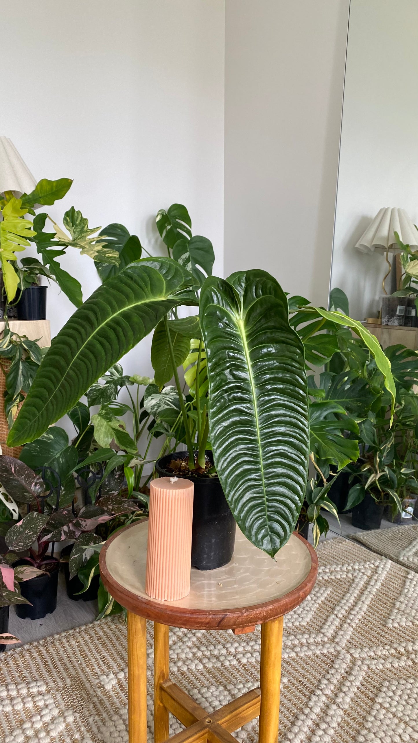 Anthurium Vietchii - King of Anthuriums