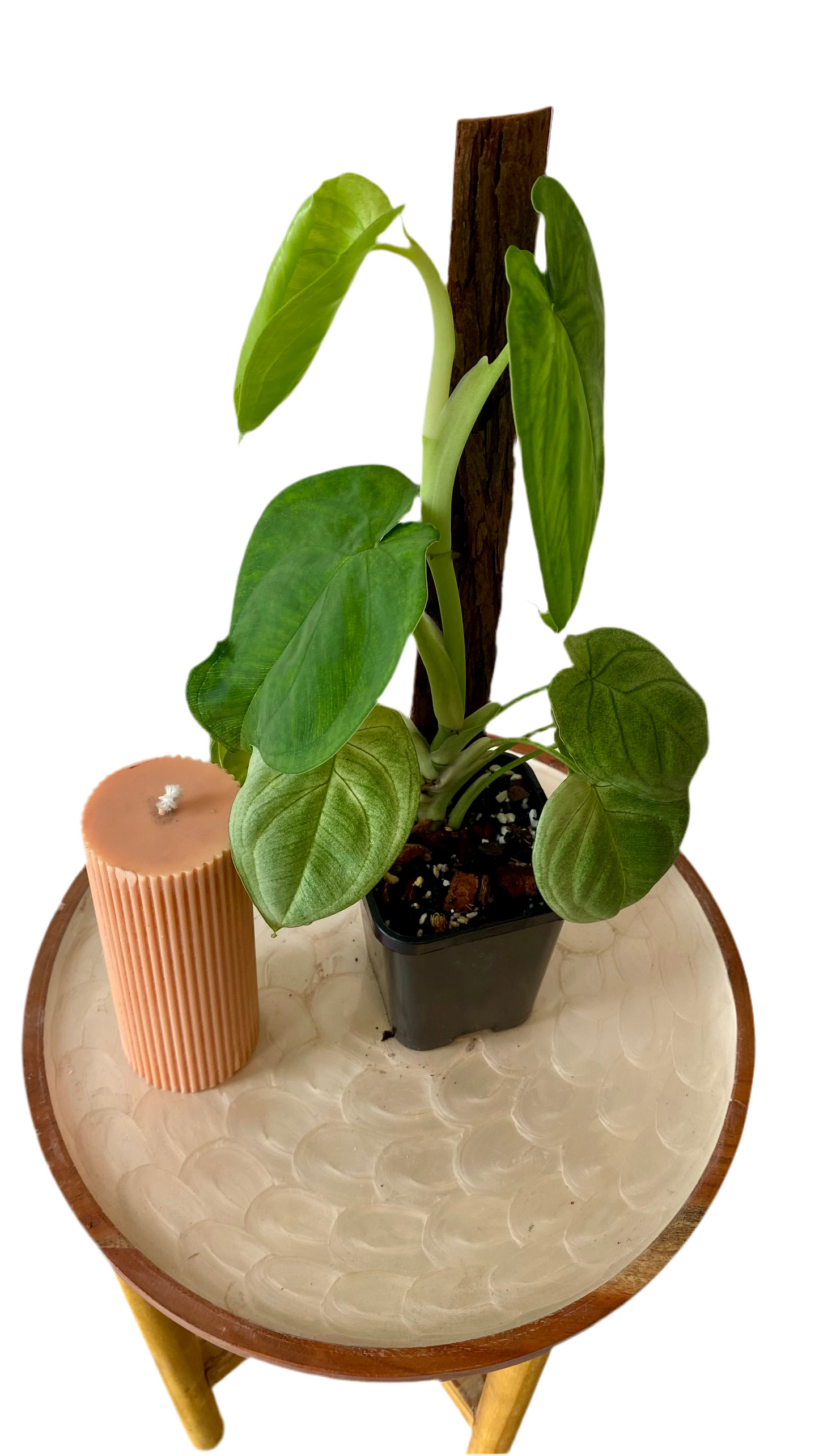 Syngonium Frosted Heart