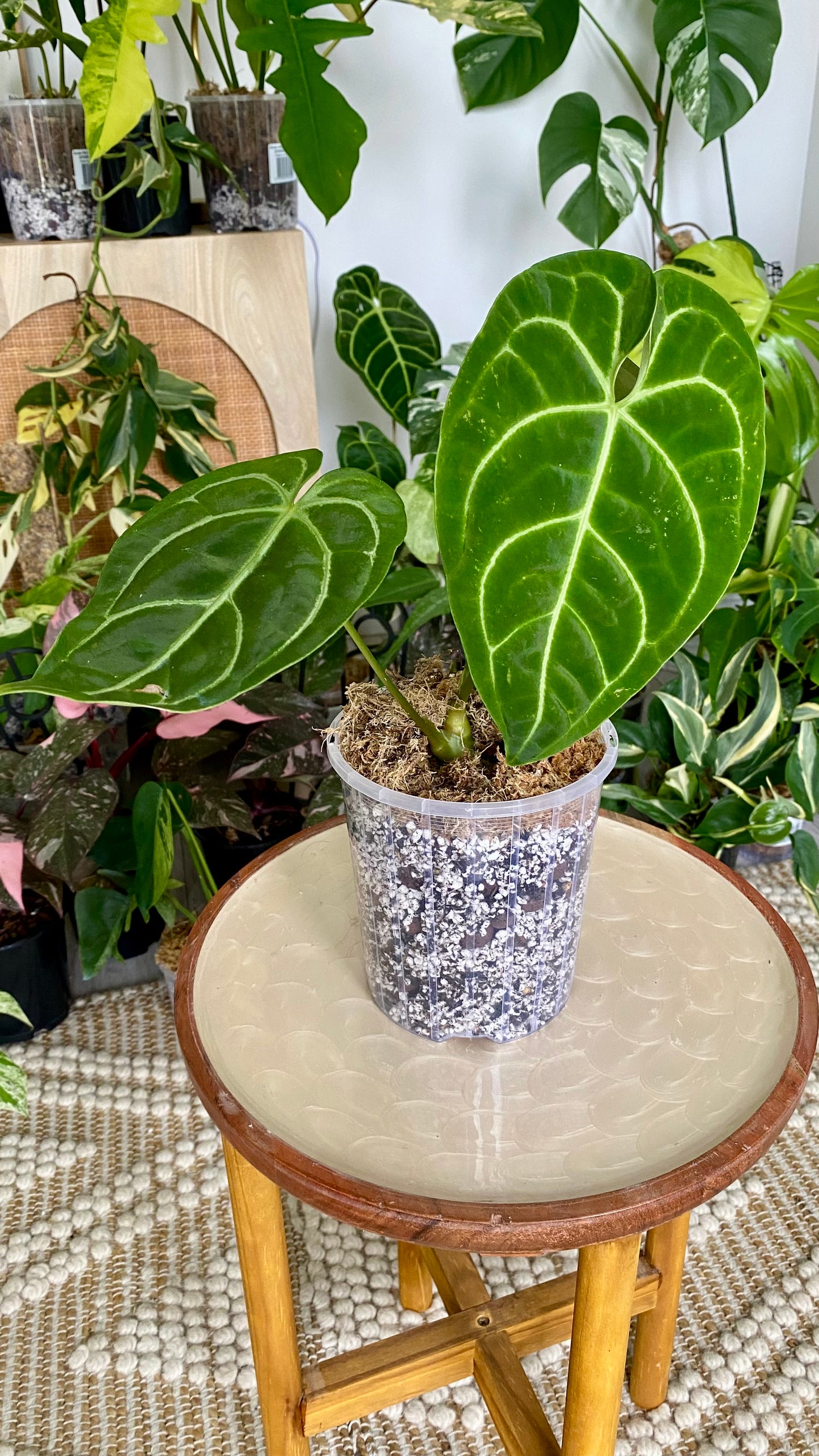Anthurium Regale
