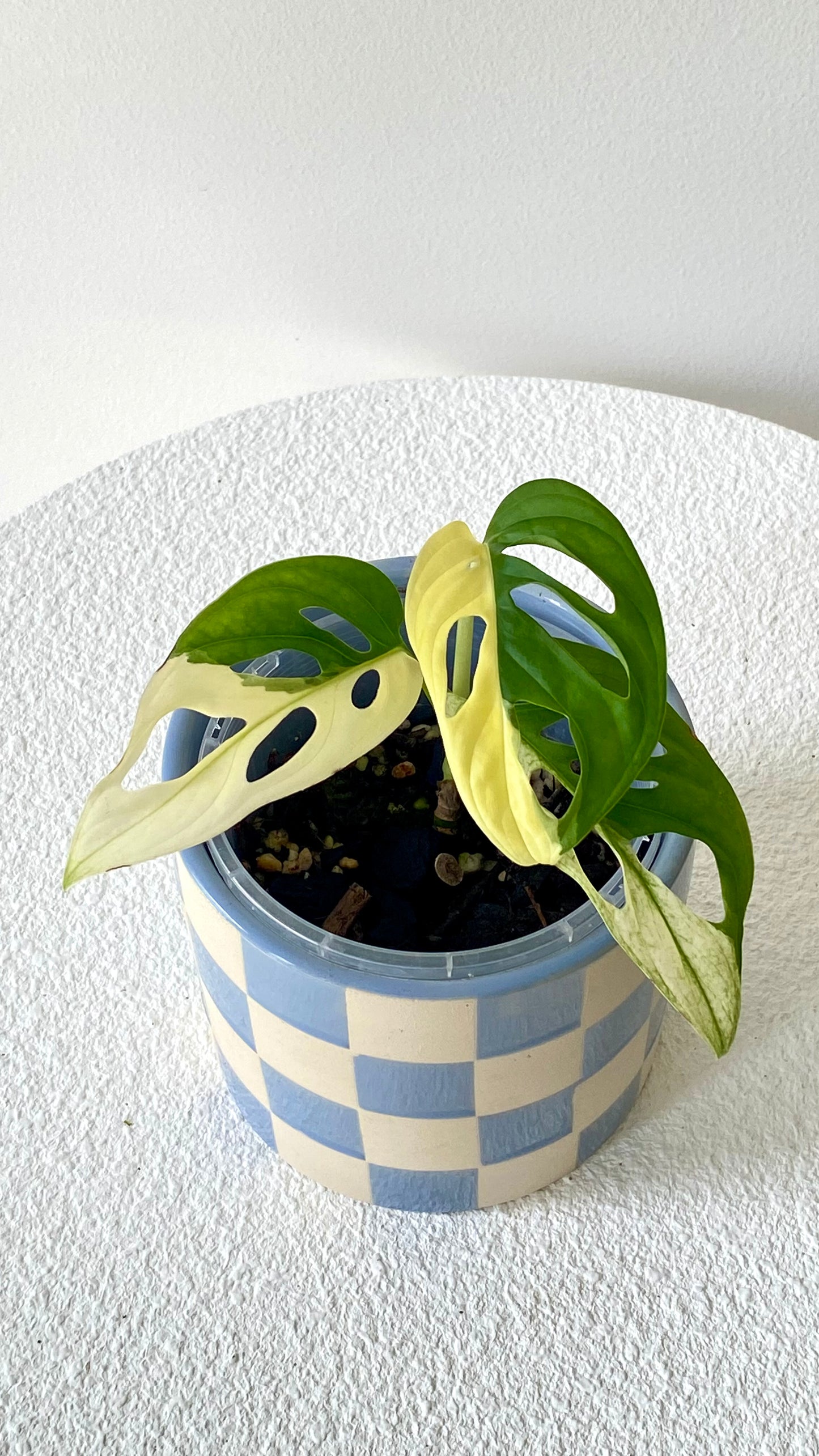 Monstera Adansonii Variegated