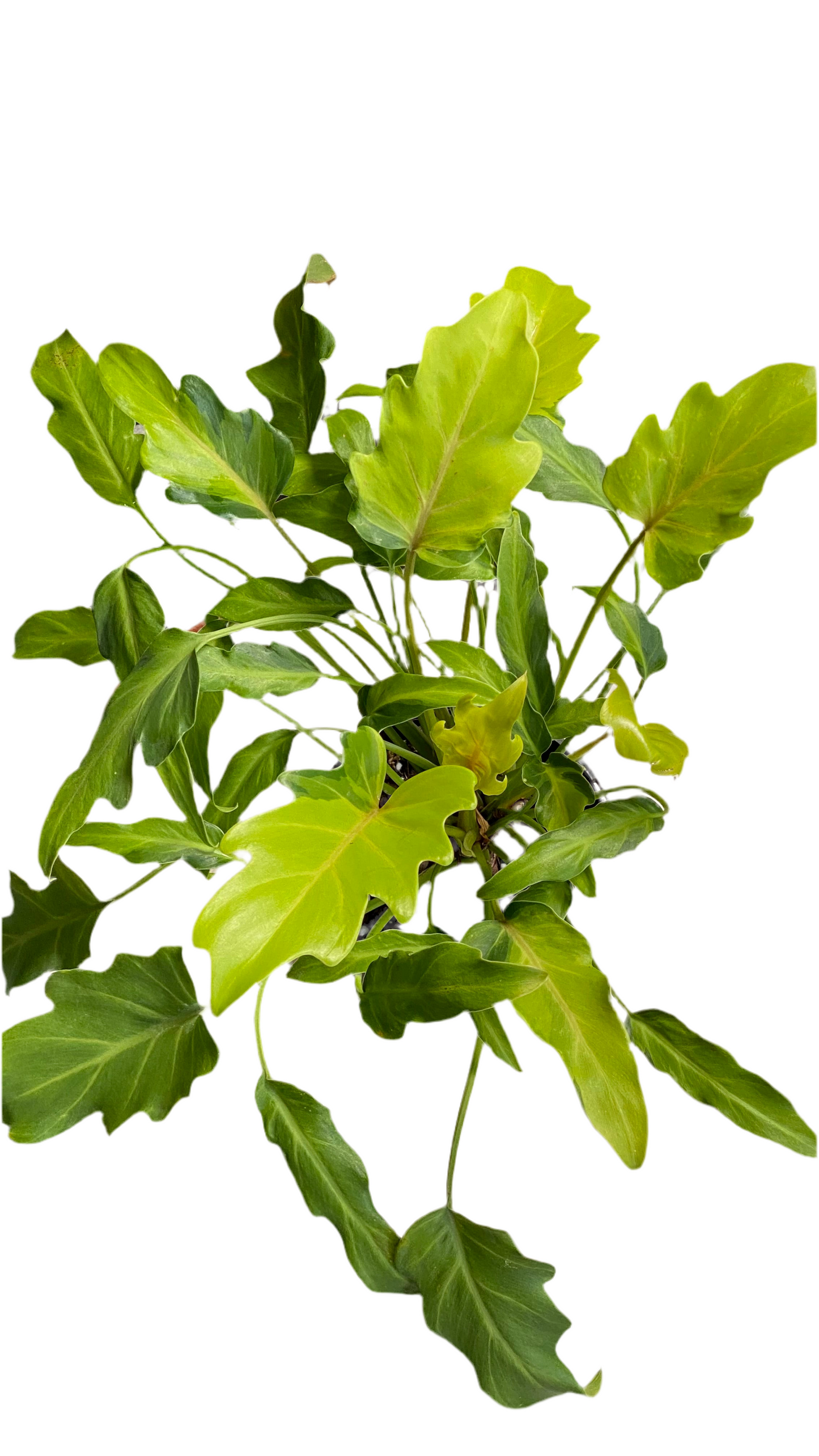 Philodendron Xanadu Variegated