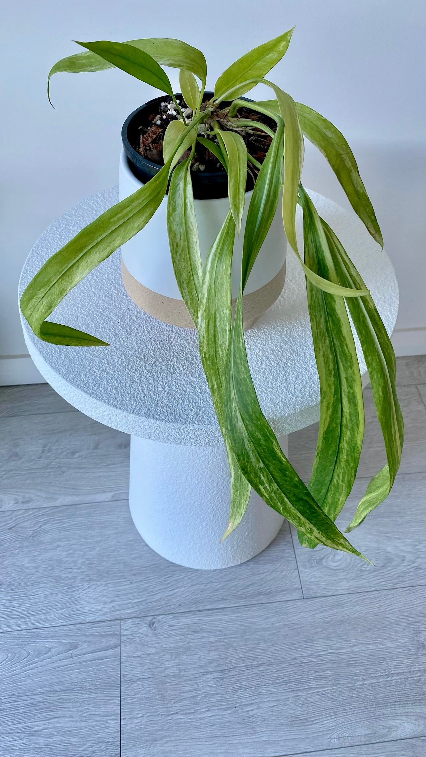 Anthurium Vittarifolium Variegated