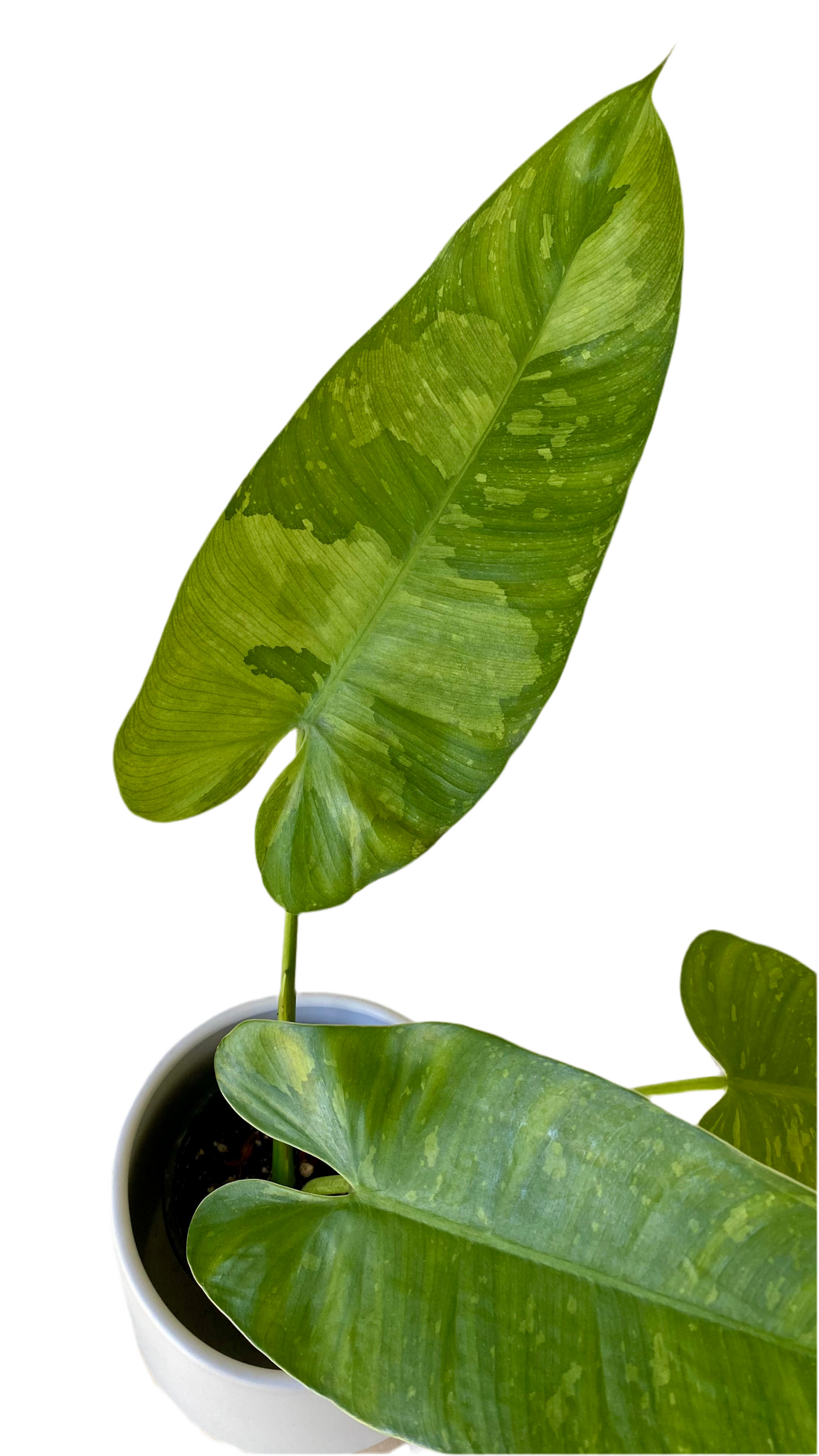 Philodendron Jose Buono