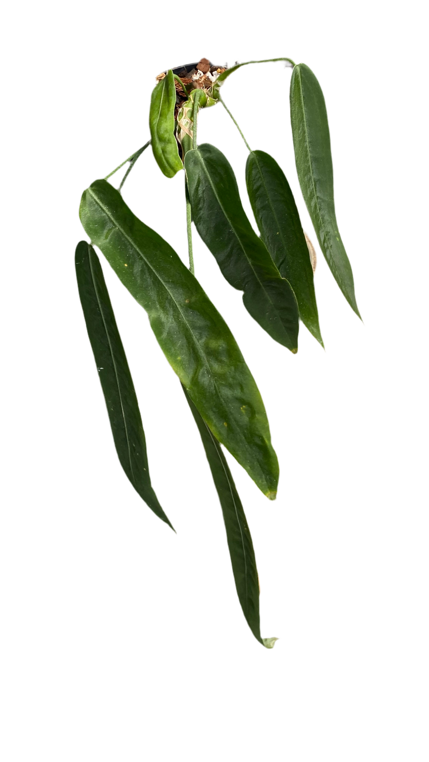 Anthurium Pallidiflorum