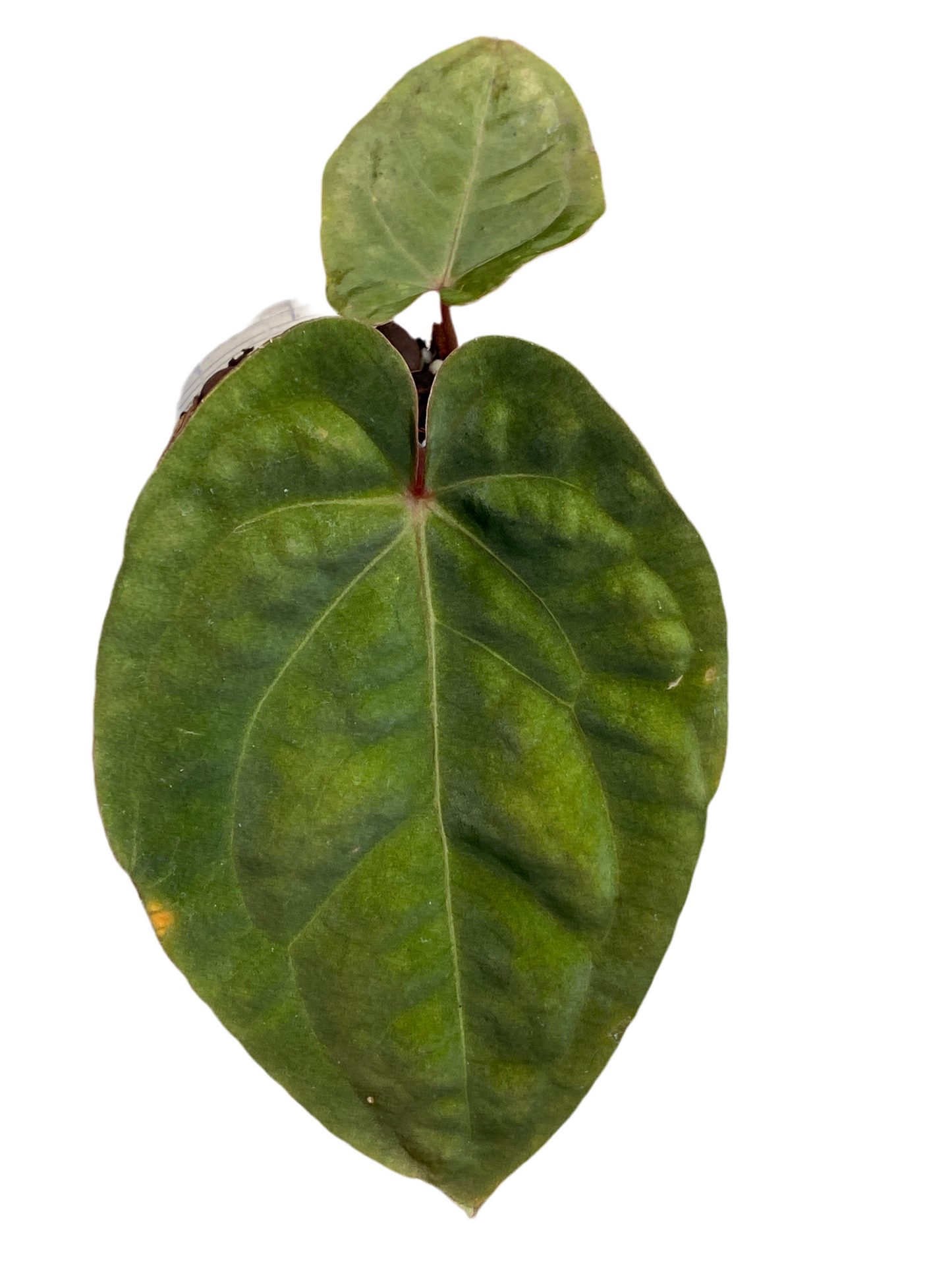 Anthurium Hoffmannii Red Sinus 'Blood Moon'