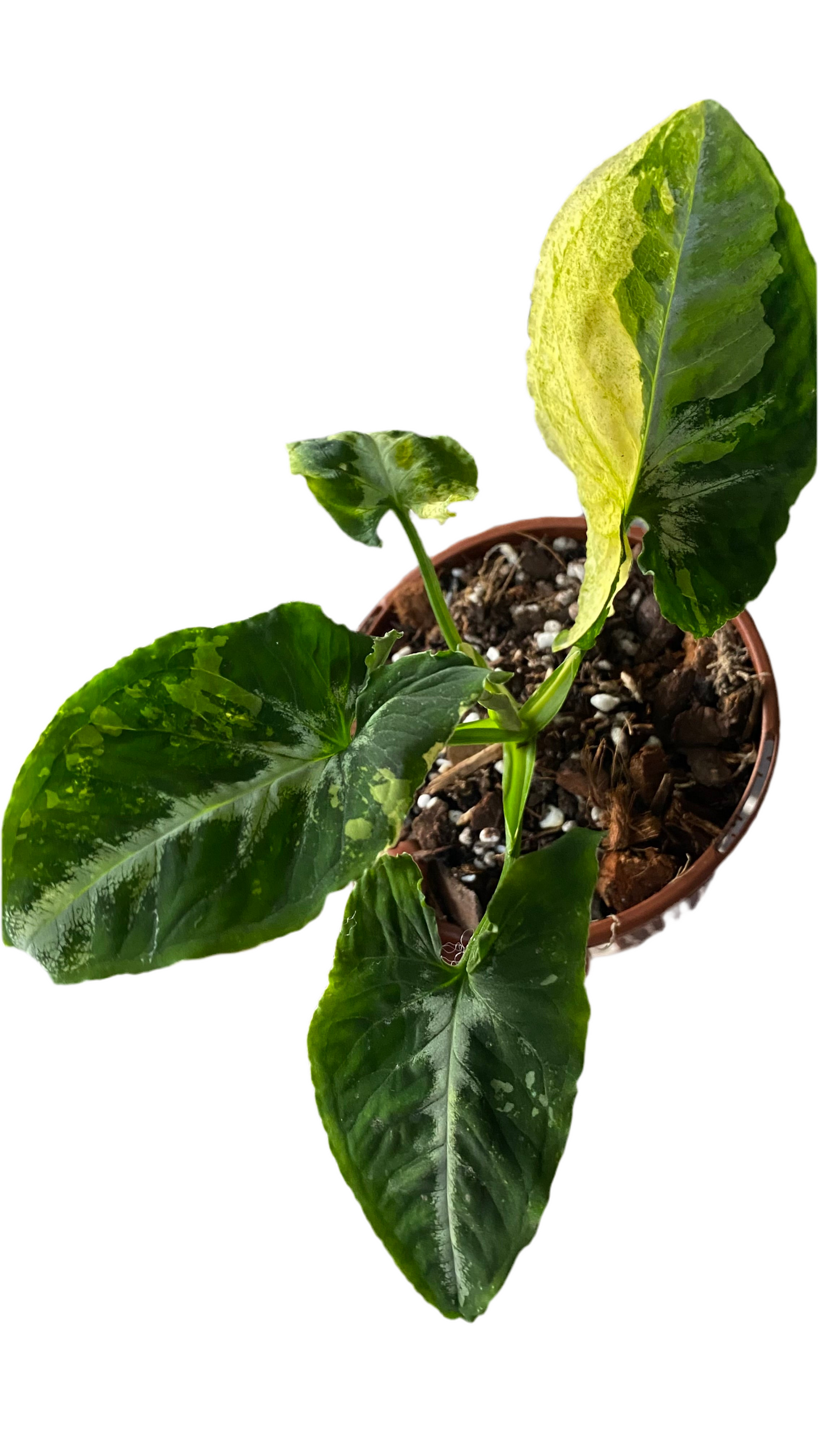Syngonium Scrambled Eggs