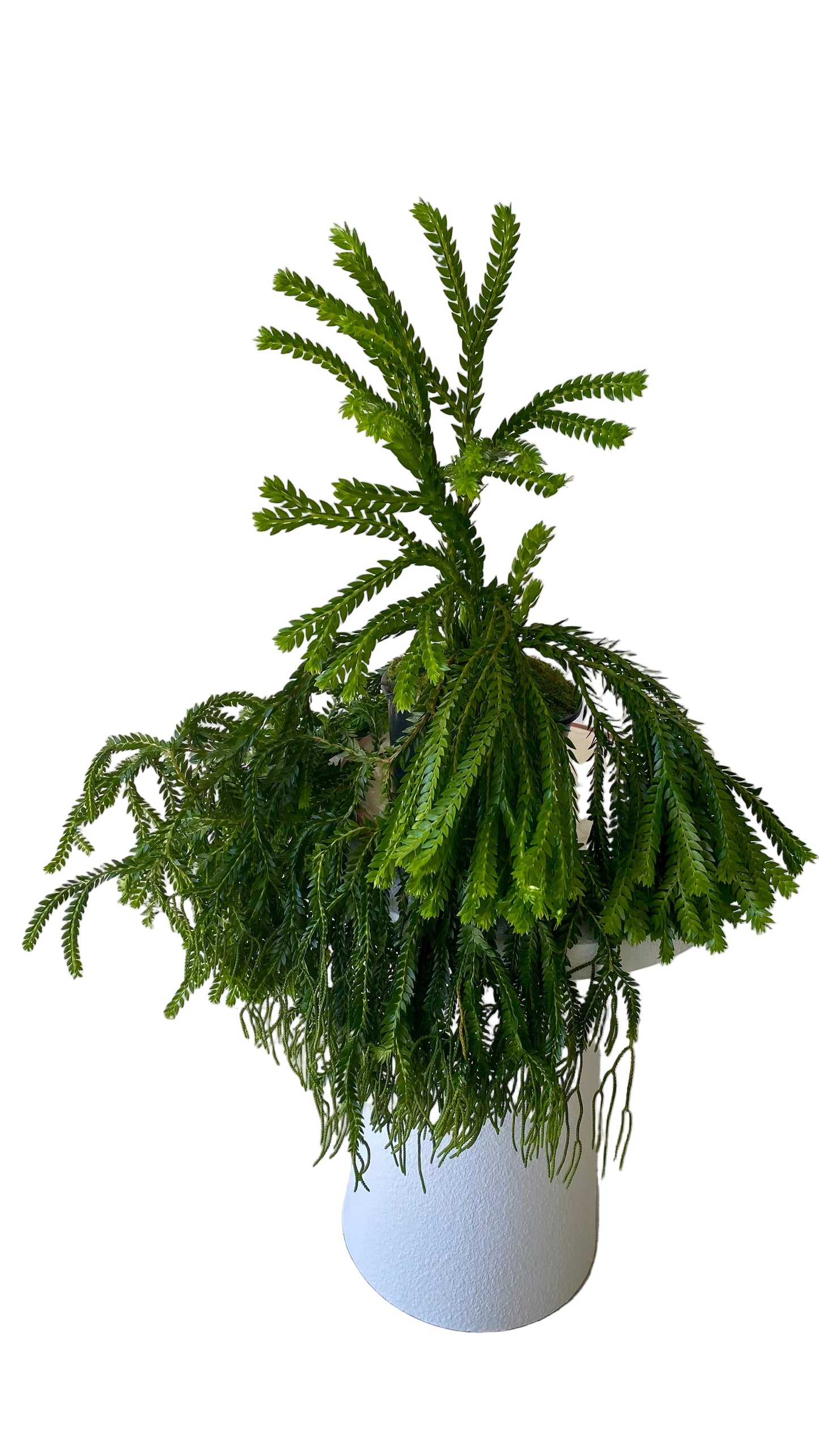 Layered Tassels Ferns XXL