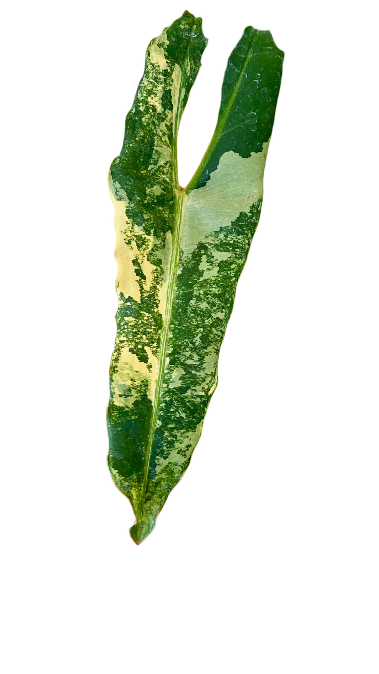 Philodendron Billietiae Variegated
Genetic (Non Tc)