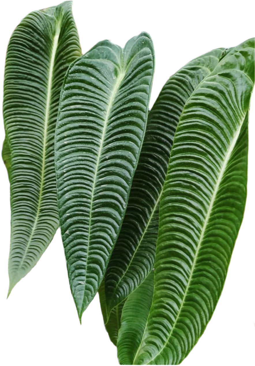 King Anthurium Veitchii - Narrow Form