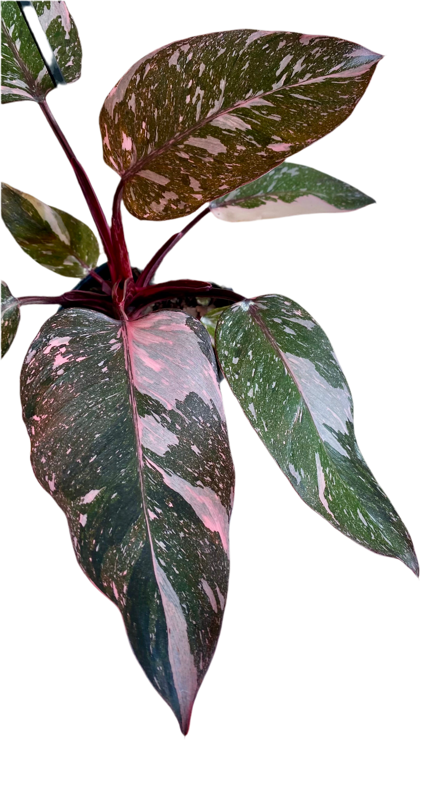 Philodendron Pink Princess Mable Galaxy