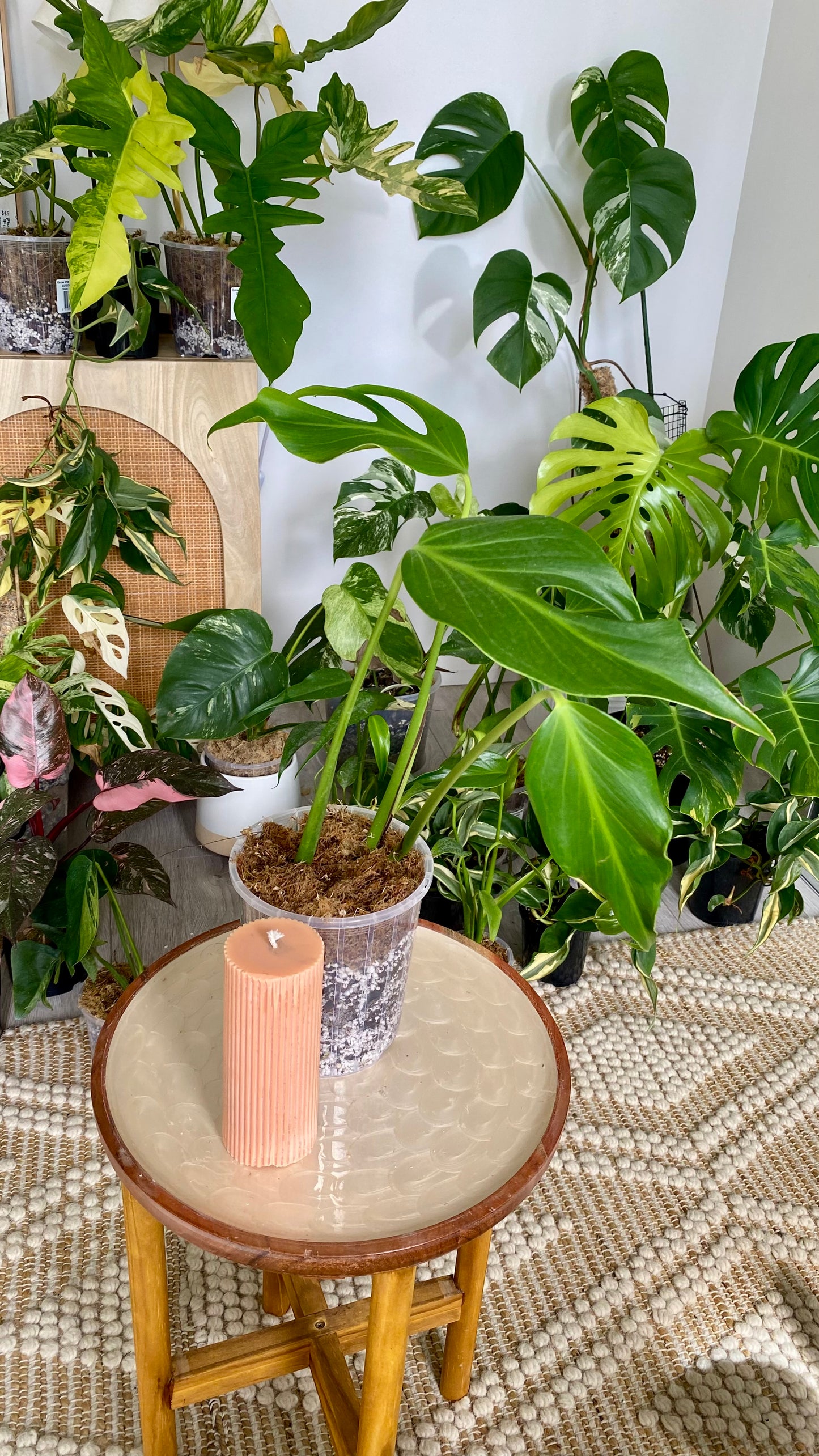 Monstera Burle Marx Flame