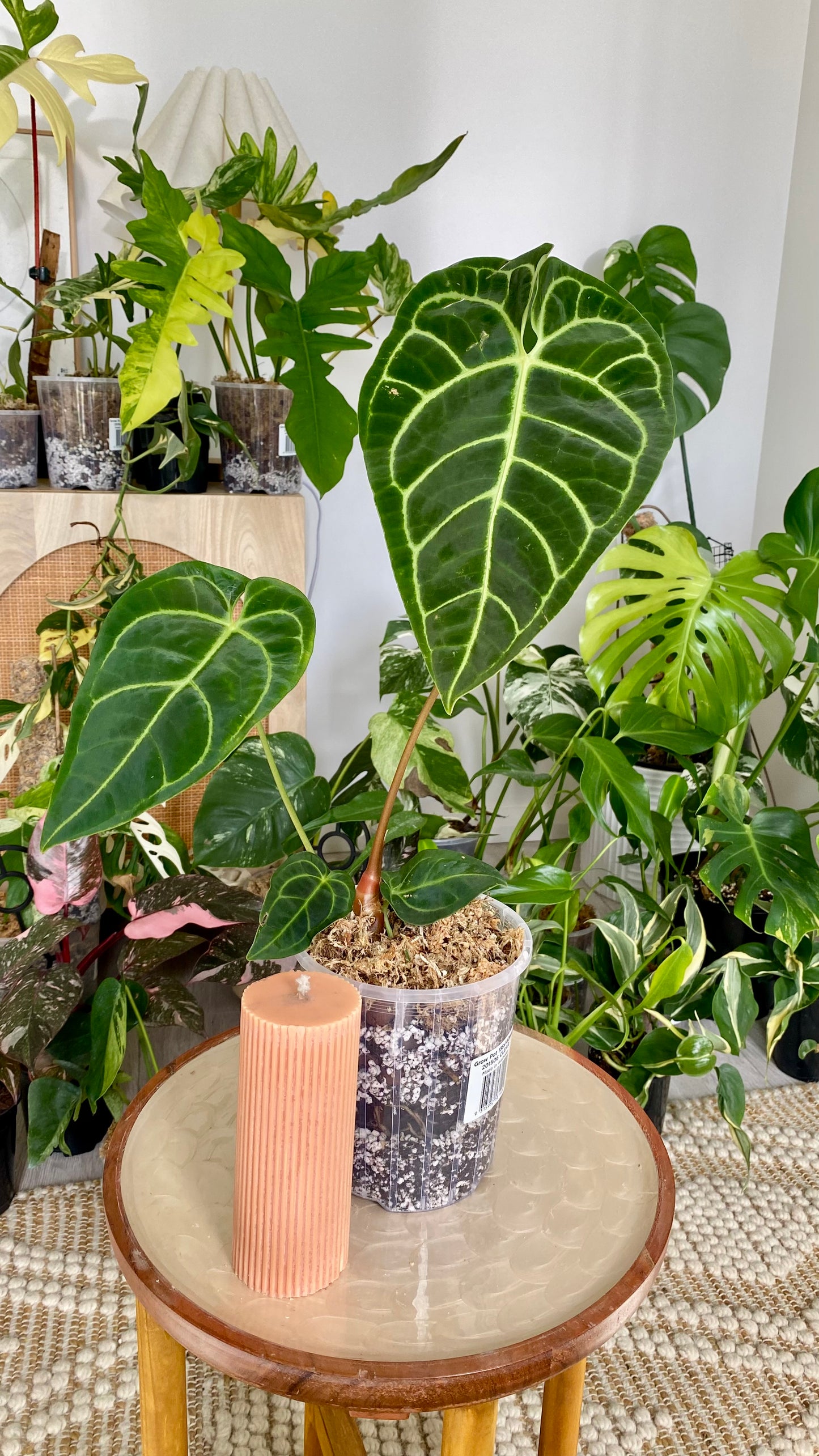 Anthurium Regale