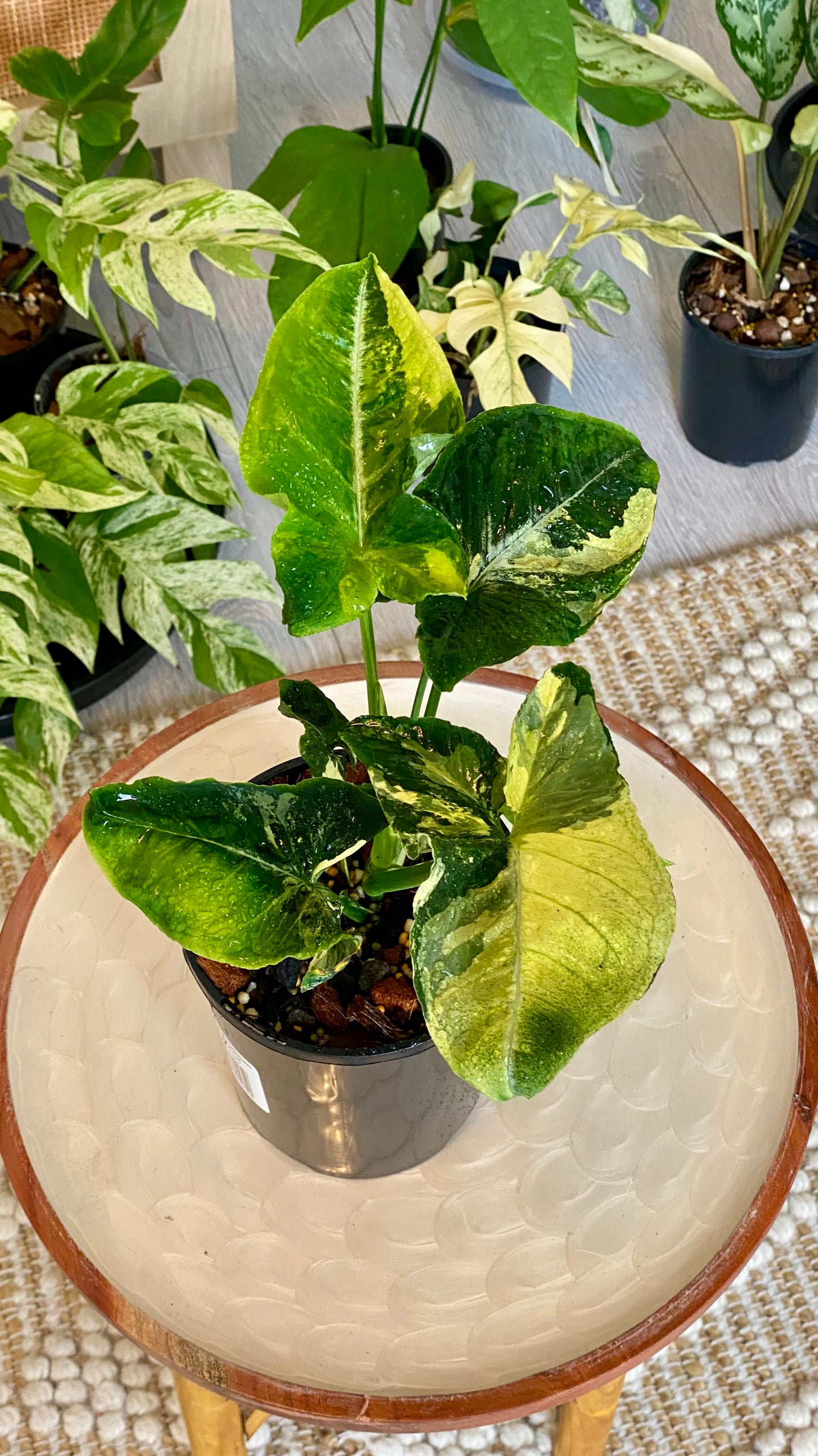 Syngonium Scrambled Eggs