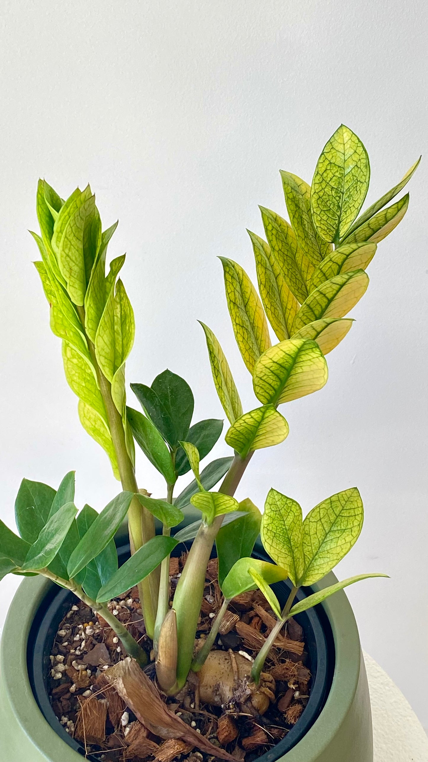 Zamioculcas Zamiifolia - Akebono