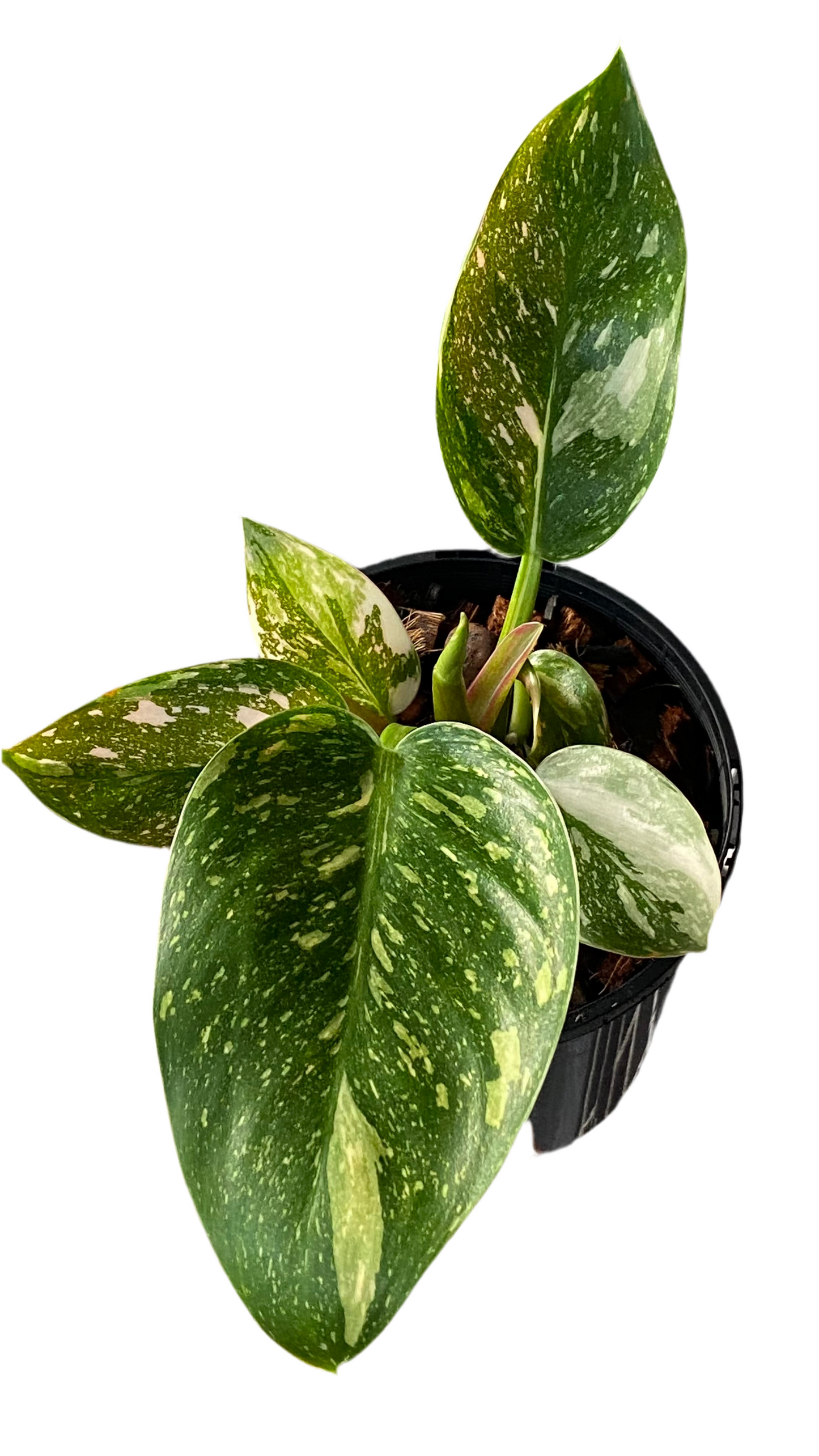 Philodendron Green Congo Nuclear