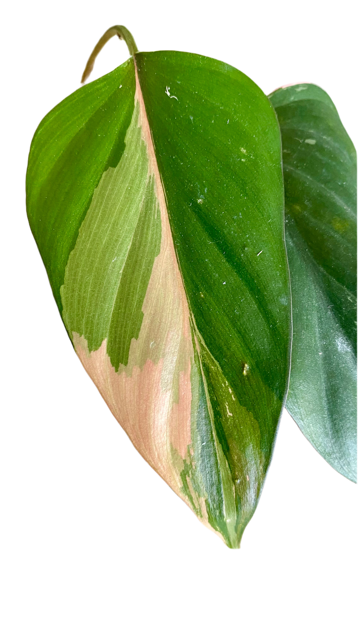 Homalomena Pink Diamond Variegated