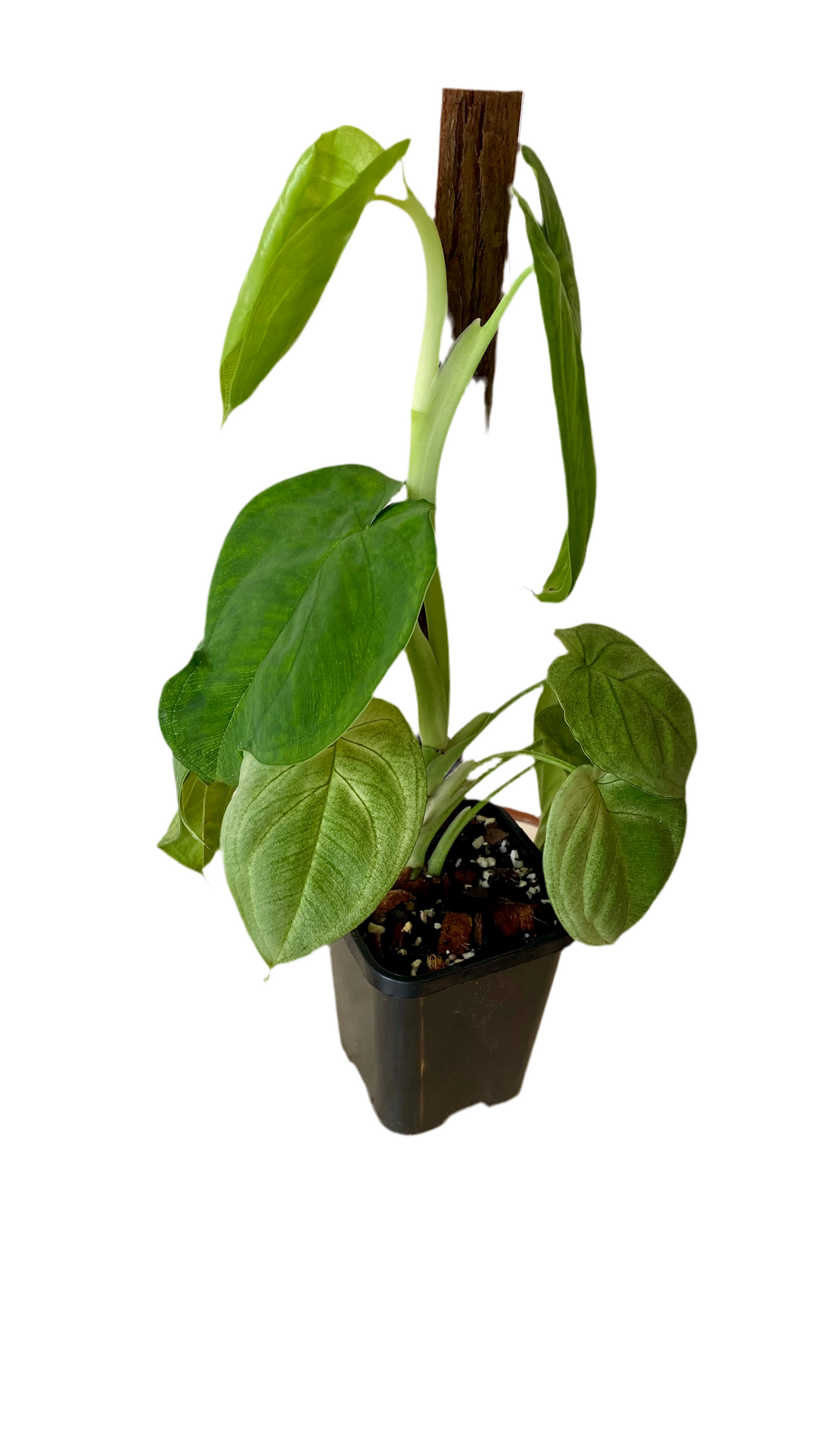 Syngonium Frosted Heart