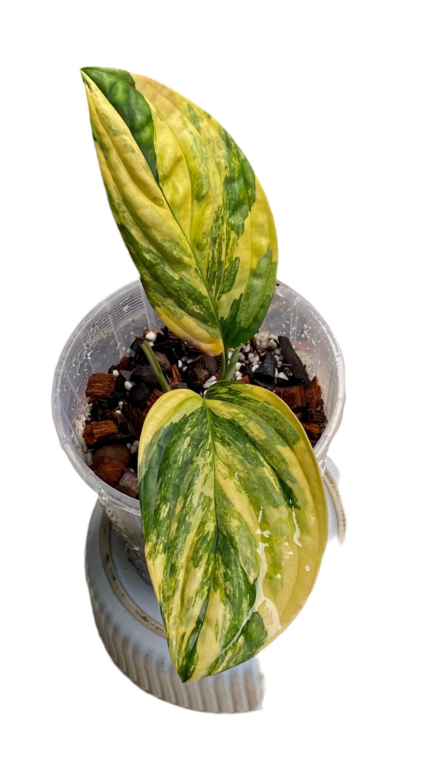 Monstera Peru Variegated