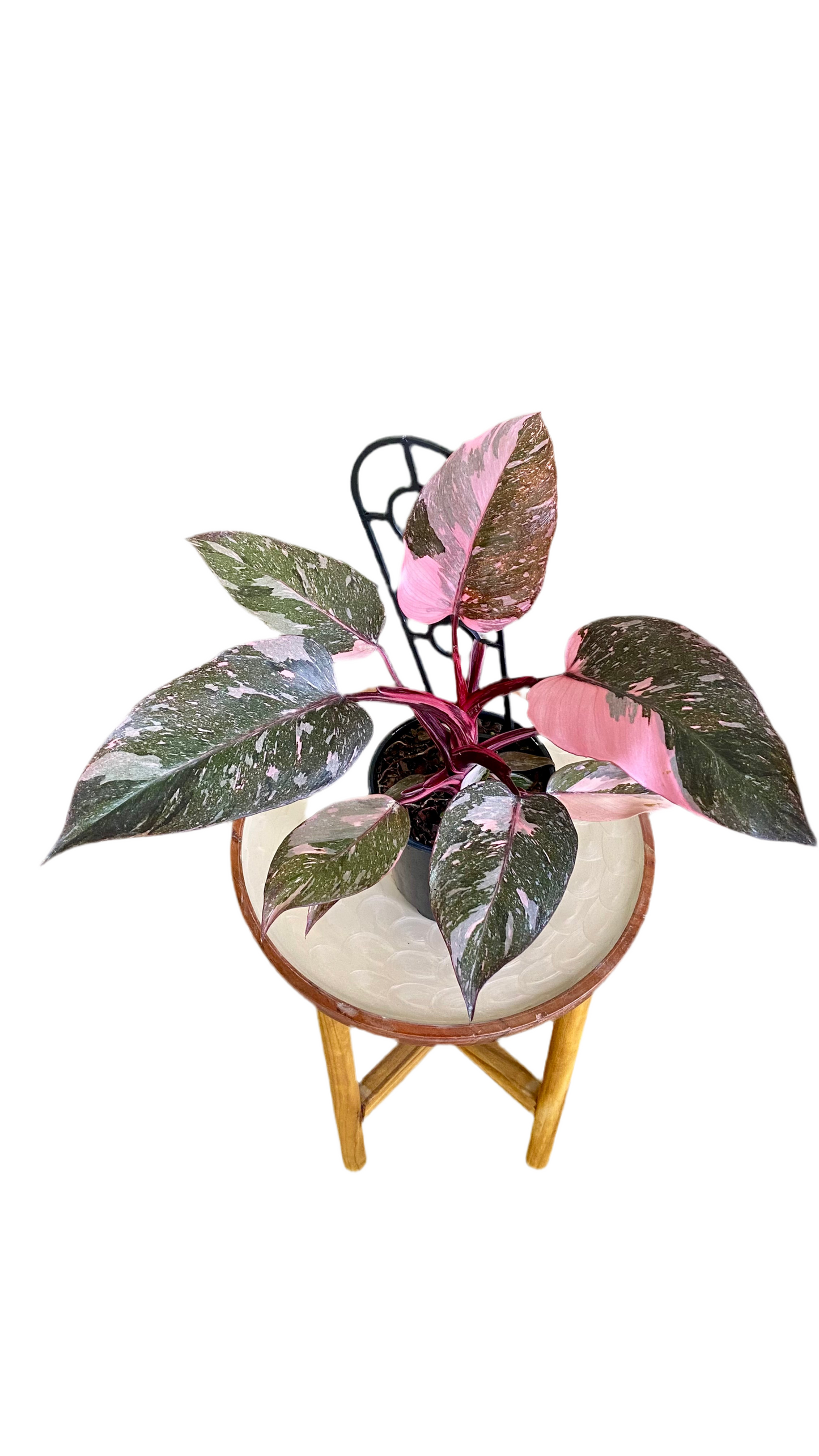 Philodendron Pink Princess Mable Galaxy