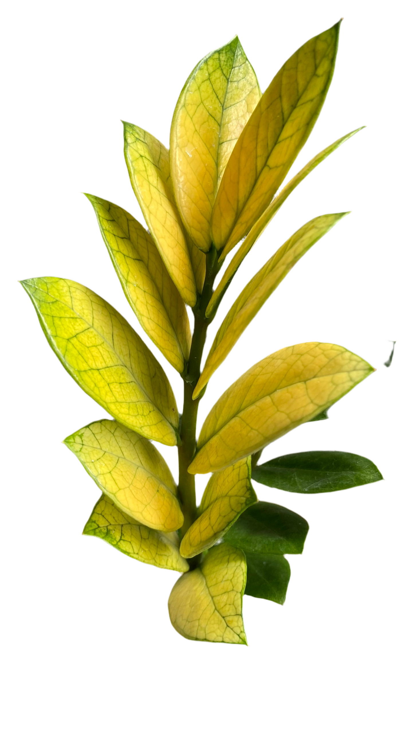 Zamioculcas Zamiifolia - Akebono