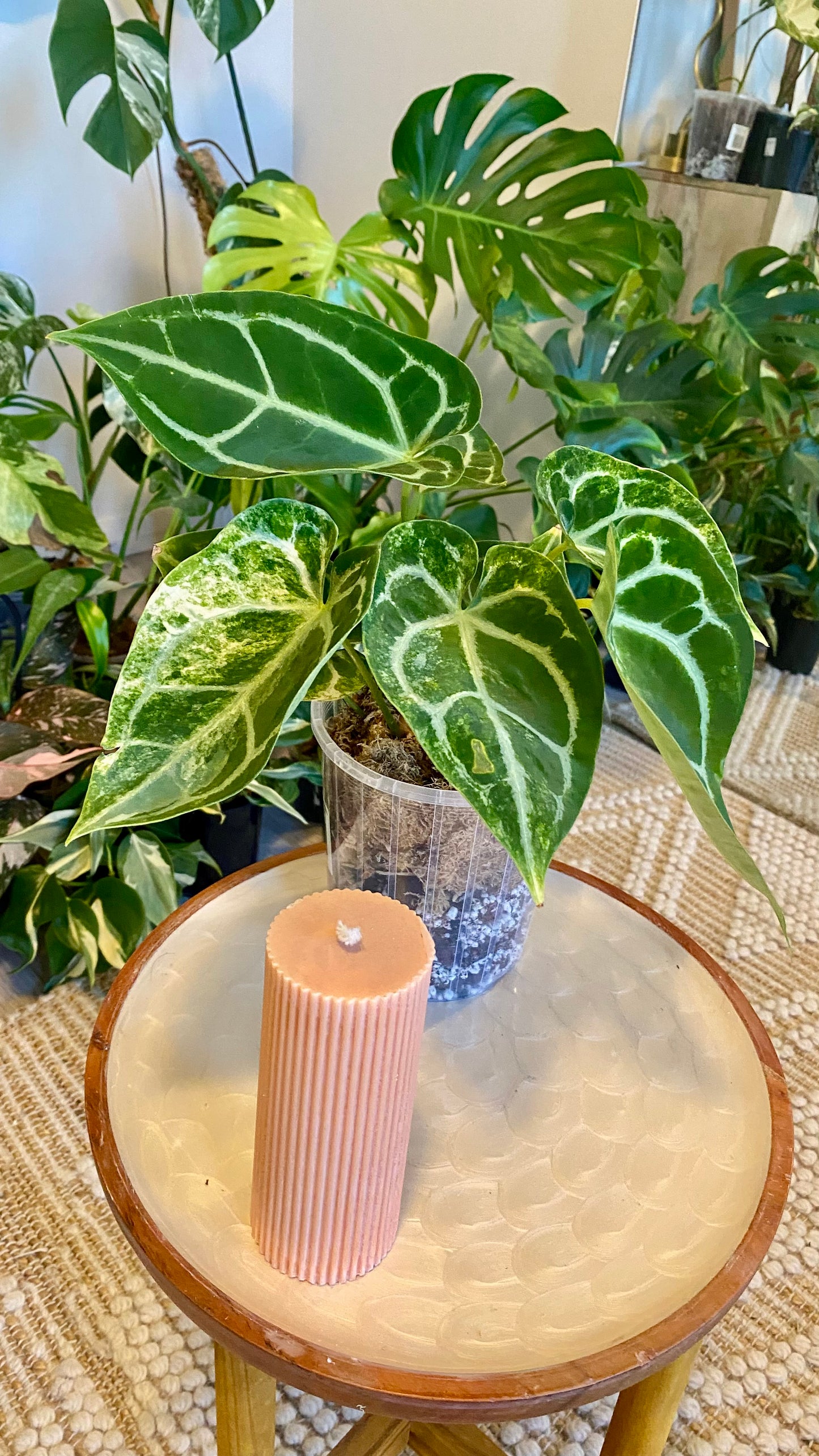 Anthurium Crystallinum hybrid Variegated