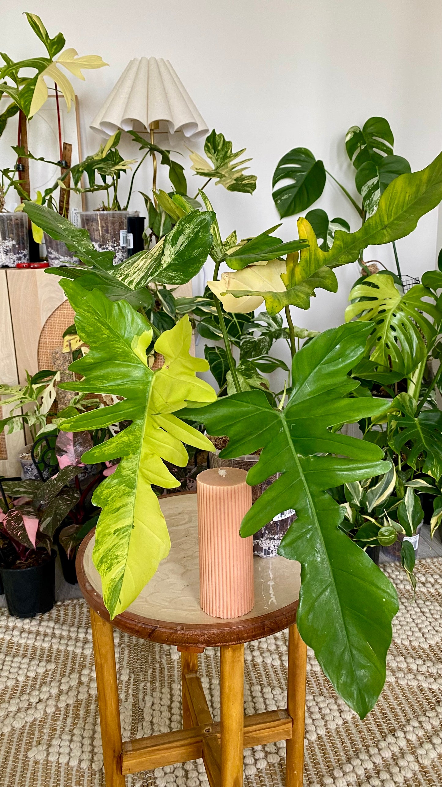 Philodendron Beauty * P. Mayoi Variegated