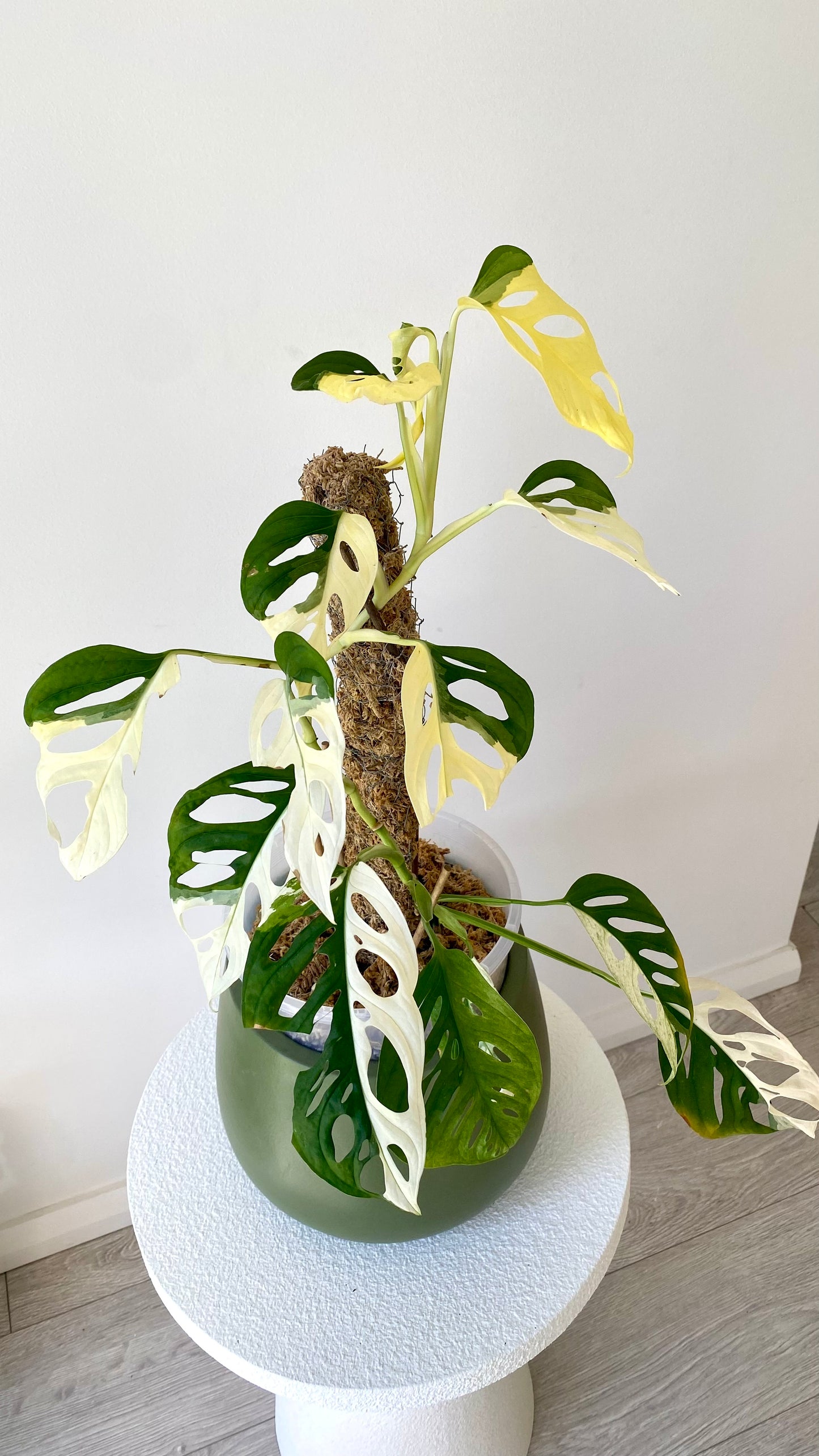 Monstera Adansonii Variegated