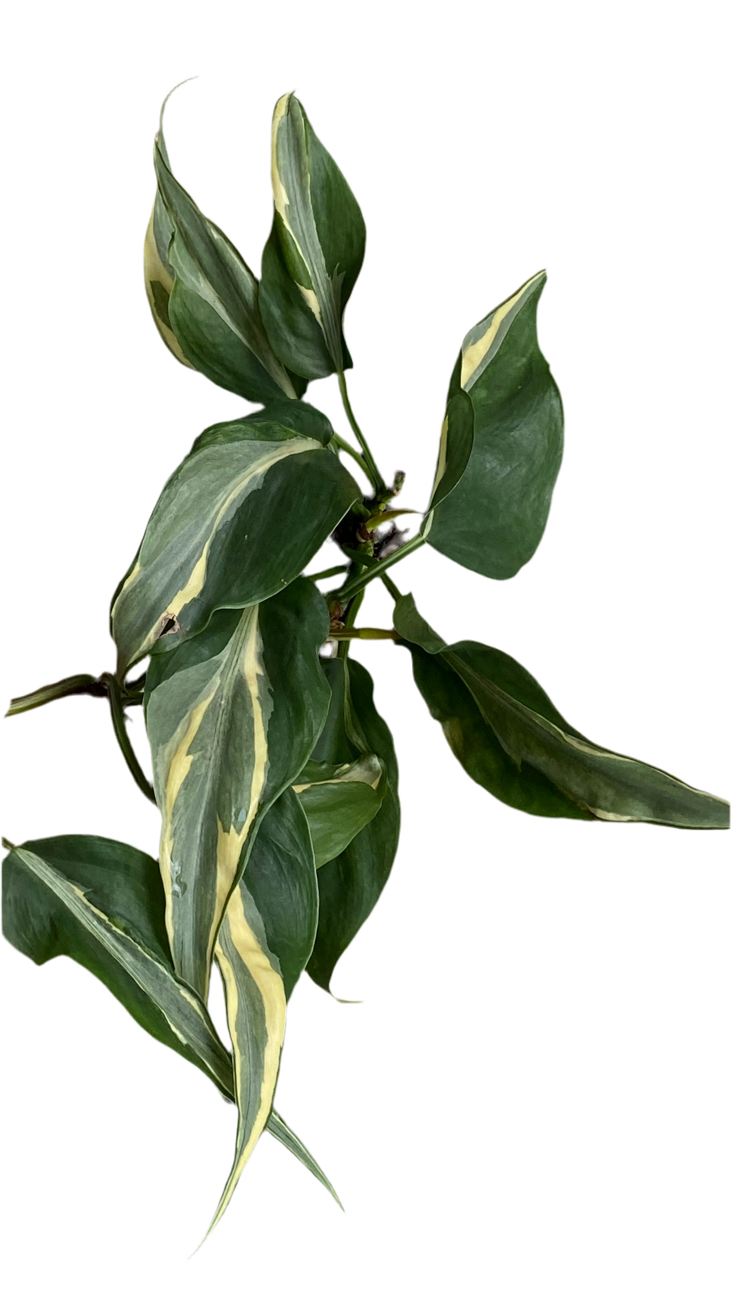 Philodendron Hederaceum - Rio
