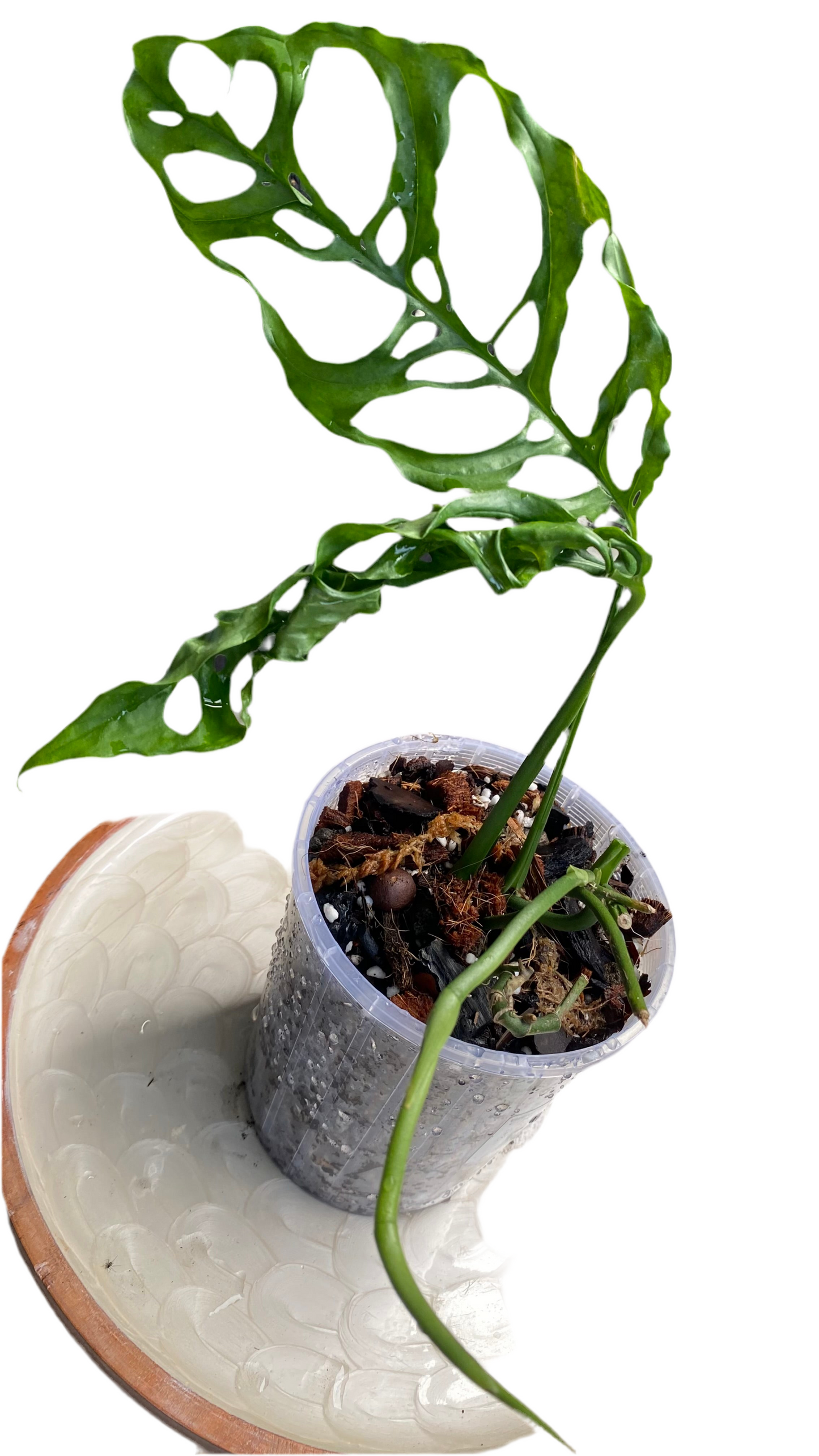 Monstera Obliqua - Peru