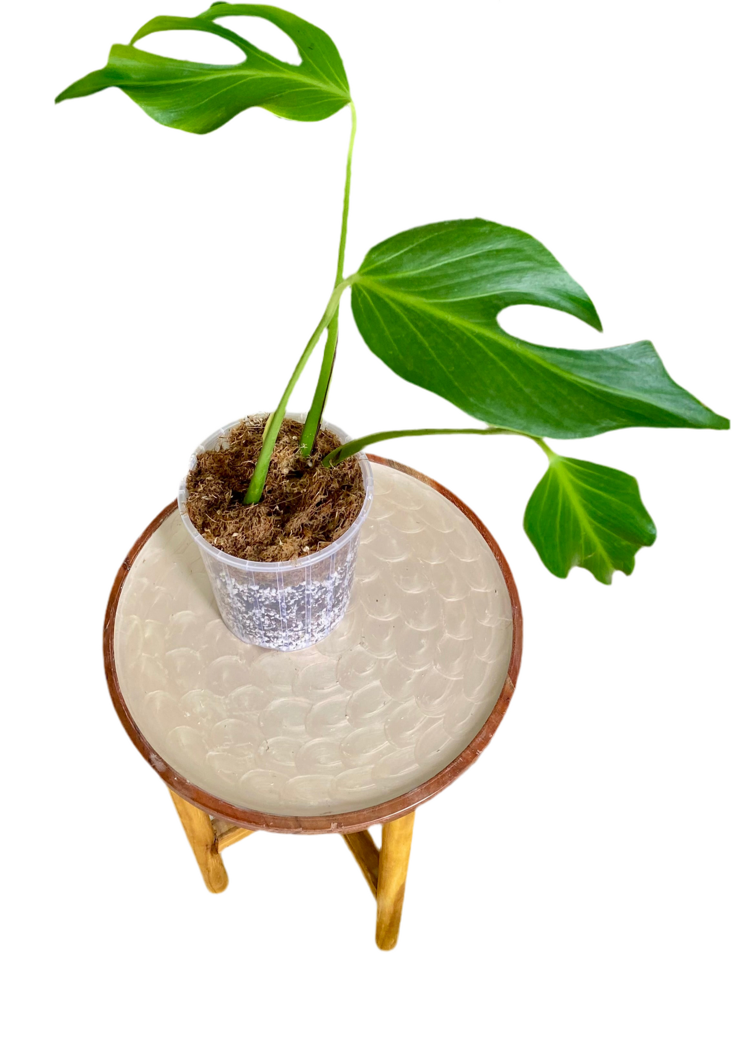Monstera Burle Marx Flame