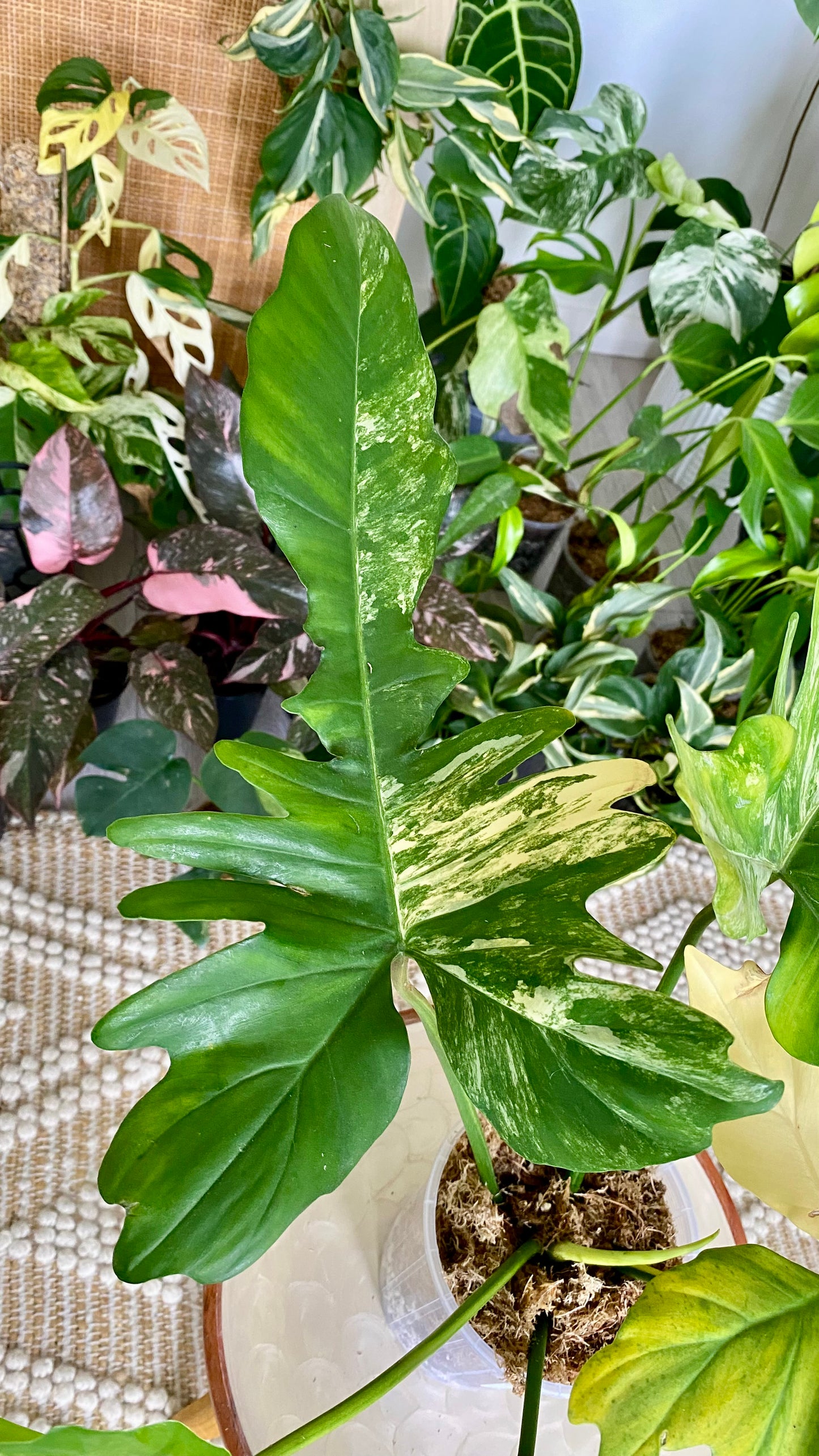 Philodendron Beauty * P. Mayoi Variegated
