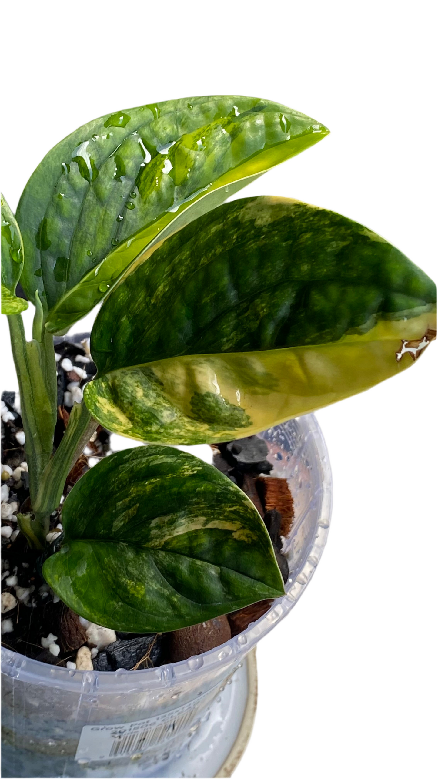 Monstera Peru Variegated