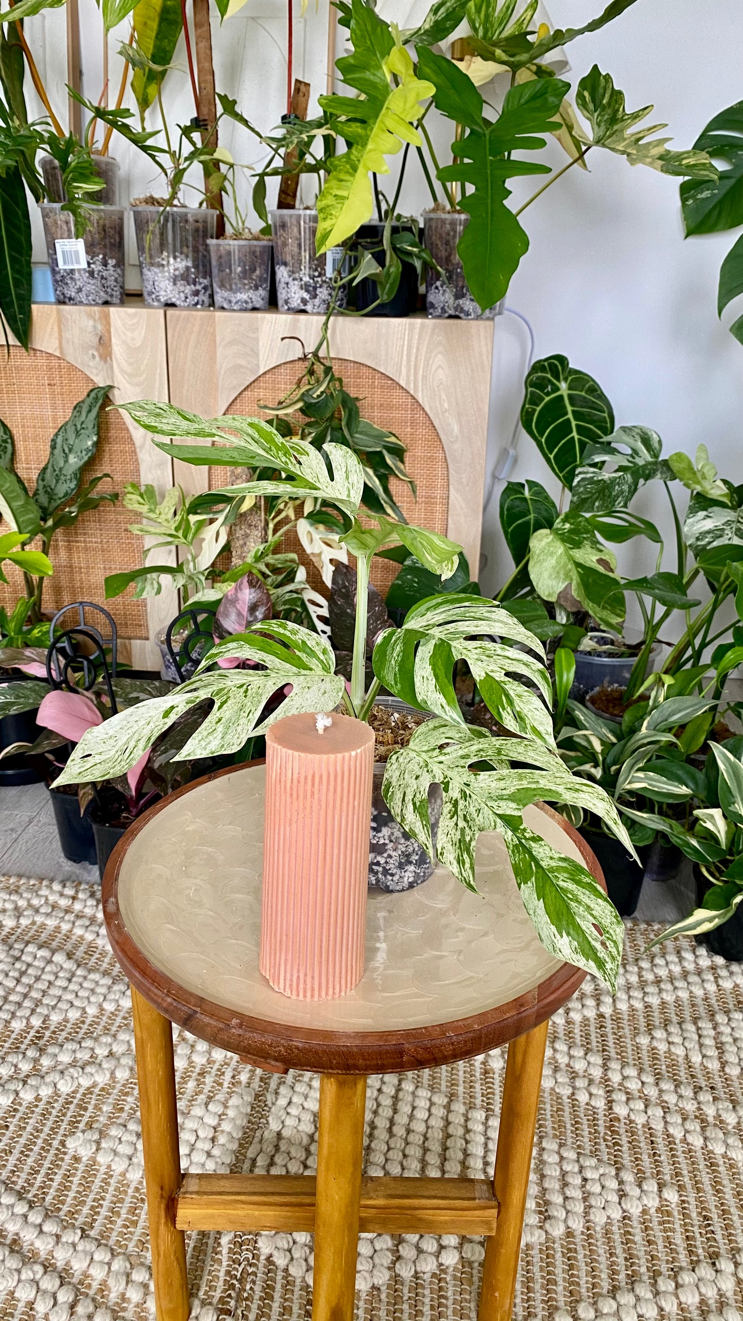 Epipremnum Pinnatum Marble Variegated