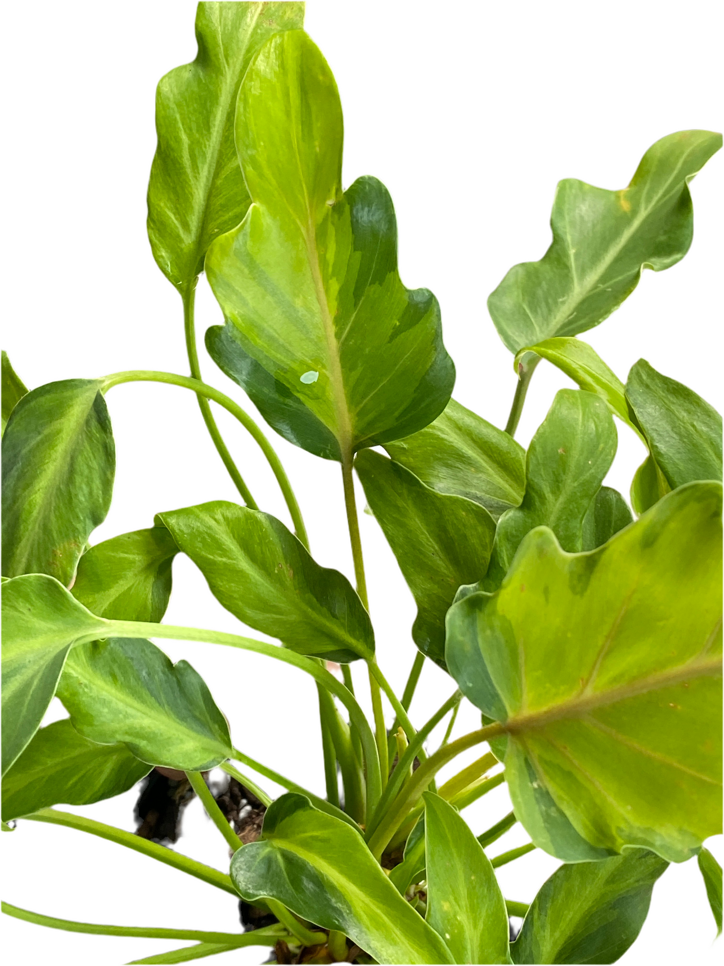 Philodendron Xanadu Variegated