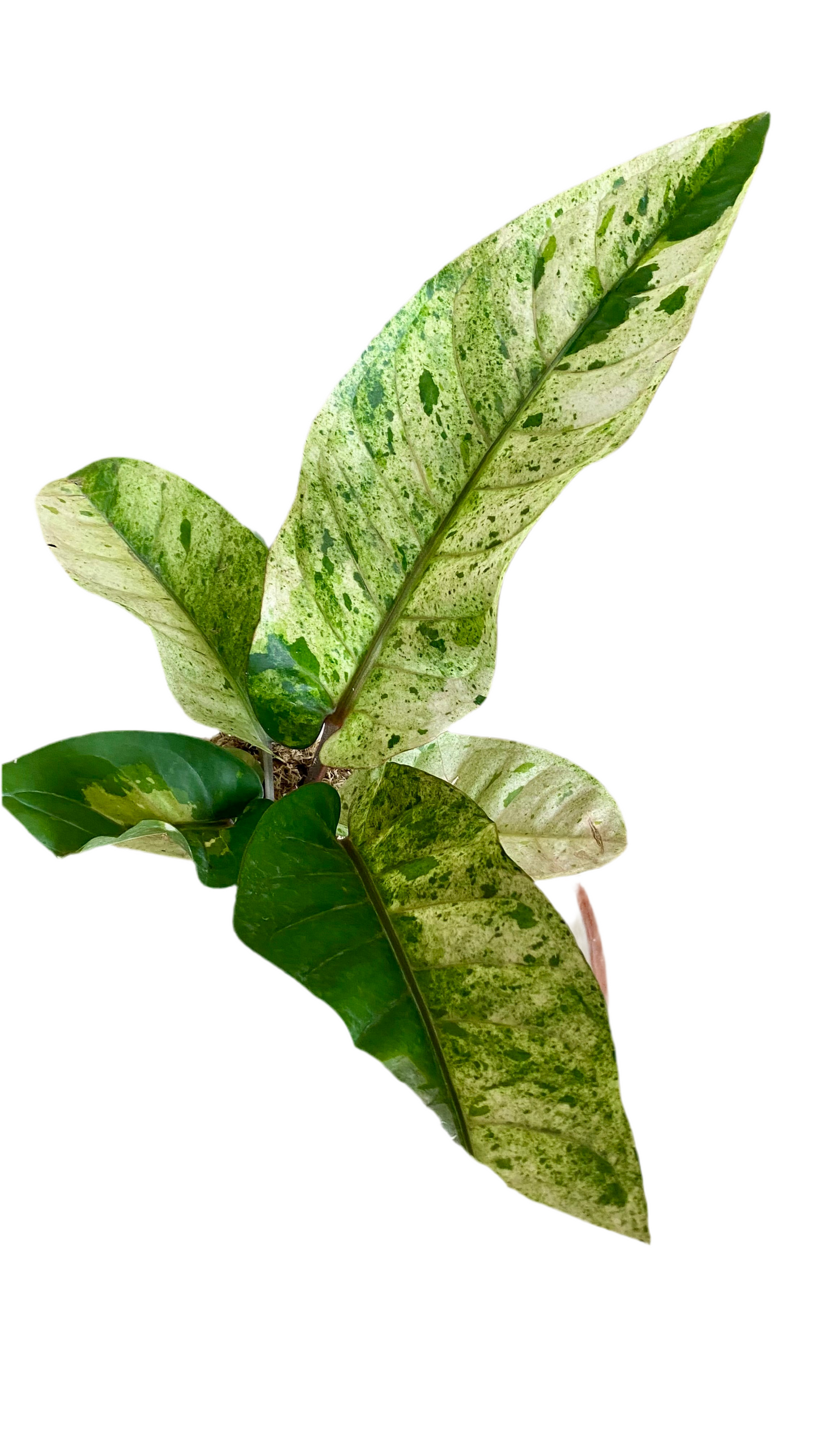 Anthurium Hookeri Variegated